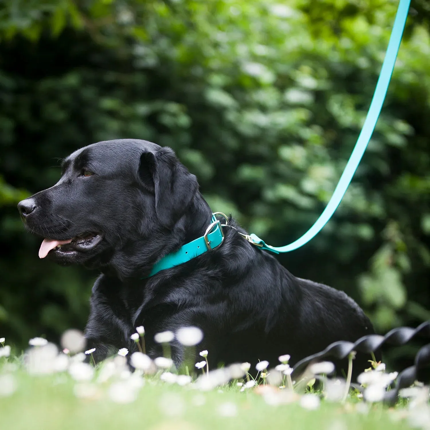 Bright Biothane Vegan Leather Dog Collars