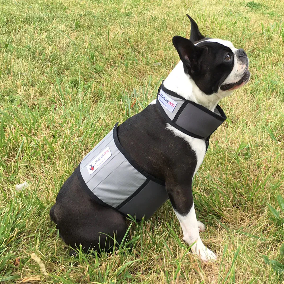 Cooler Dog - Cooling Vest & Collar