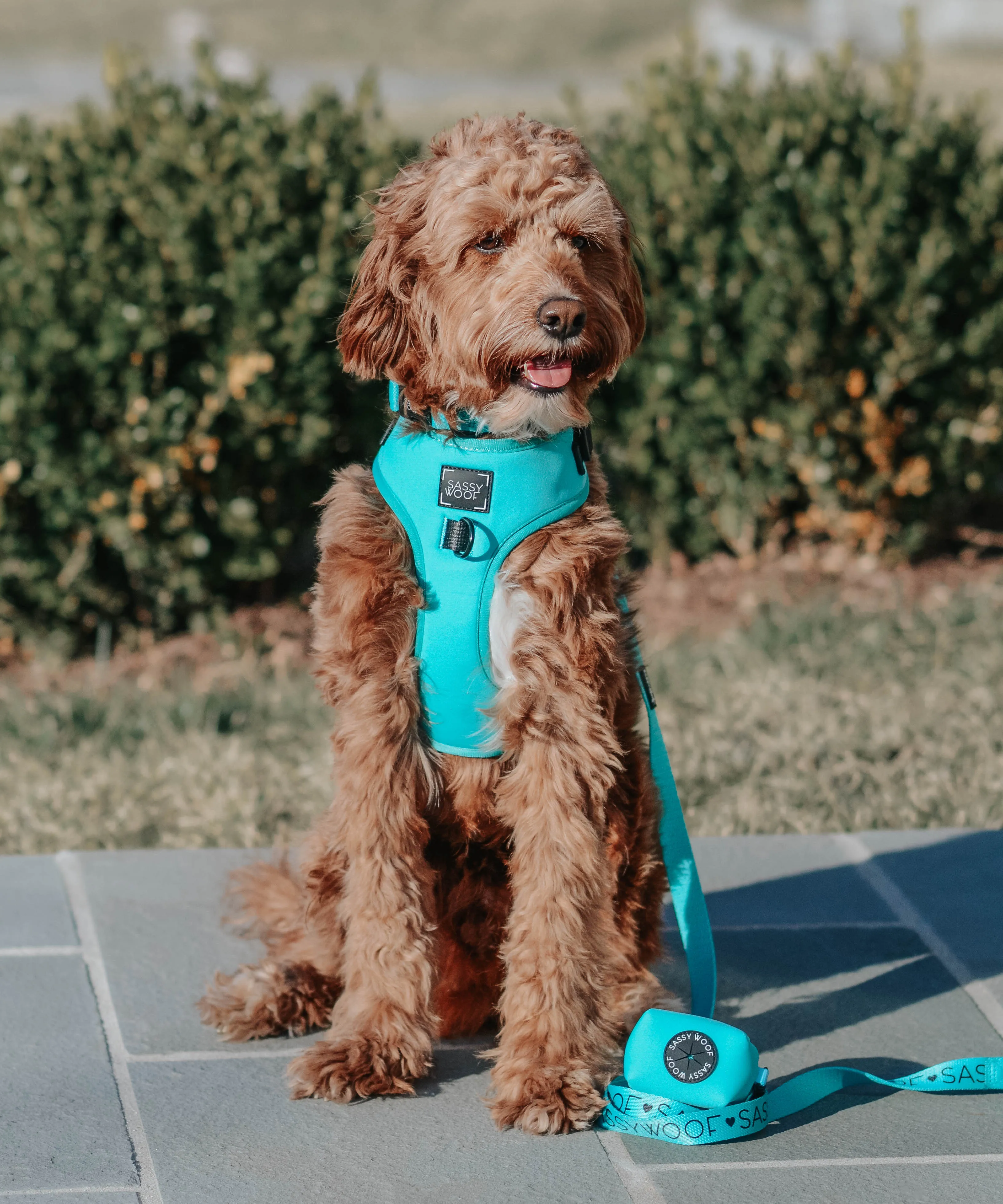 Dog Four Piece Bundle - Neon Blue