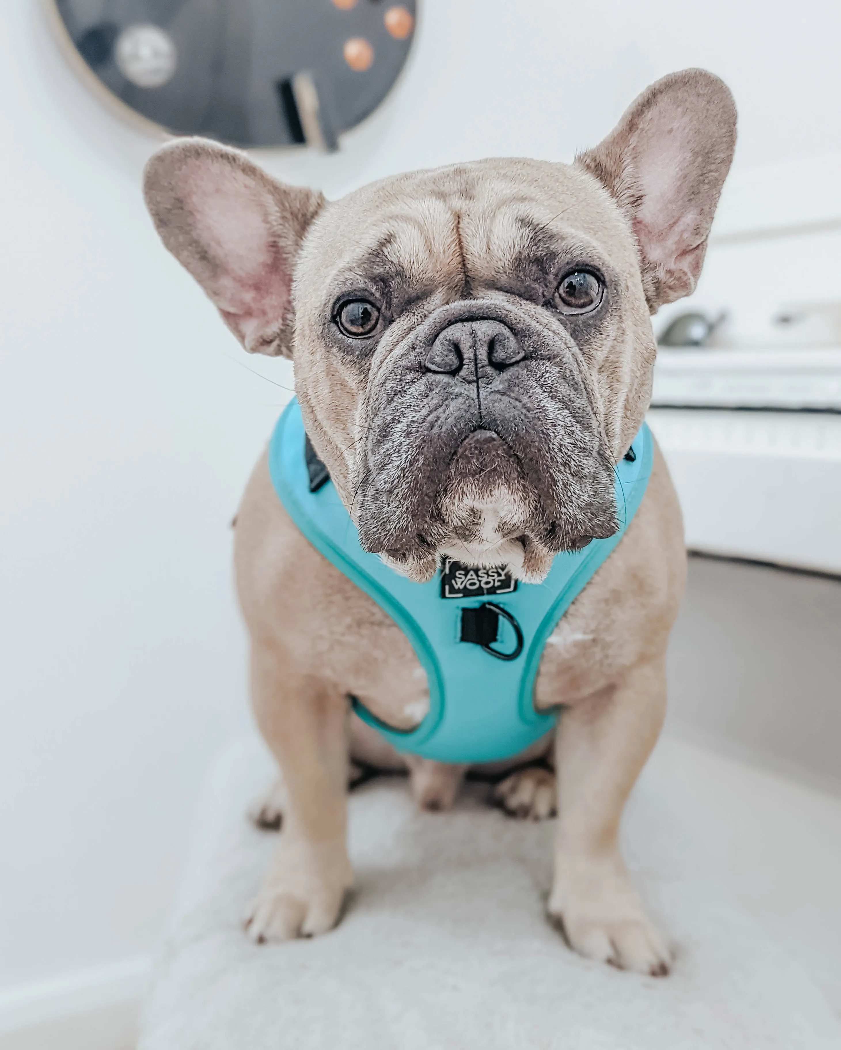 Dog Four Piece Bundle - Neon Blue