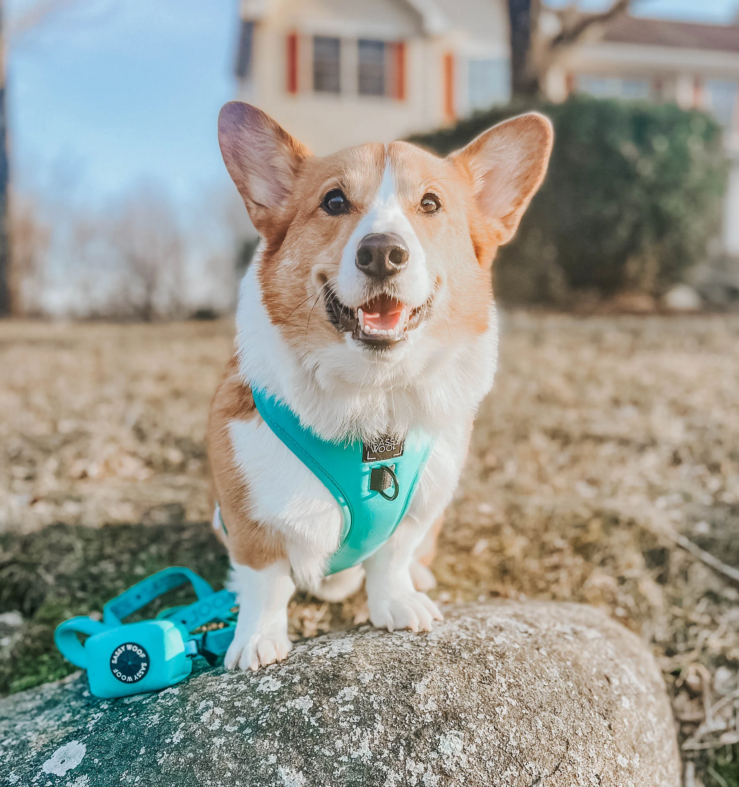 Dog Four Piece Bundle - Neon Blue