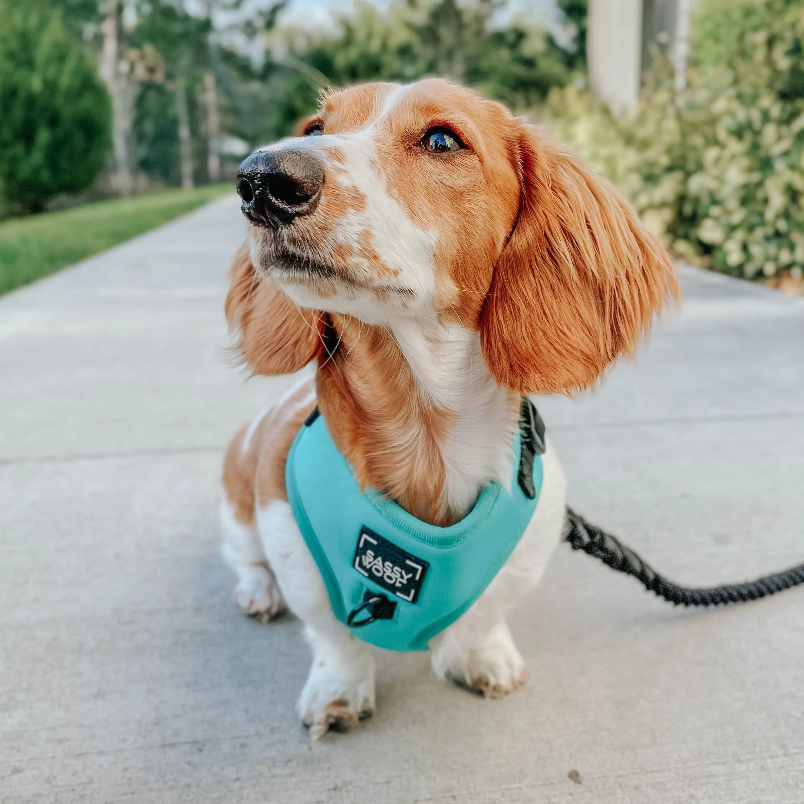 Dog Four Piece Bundle - Neon Blue