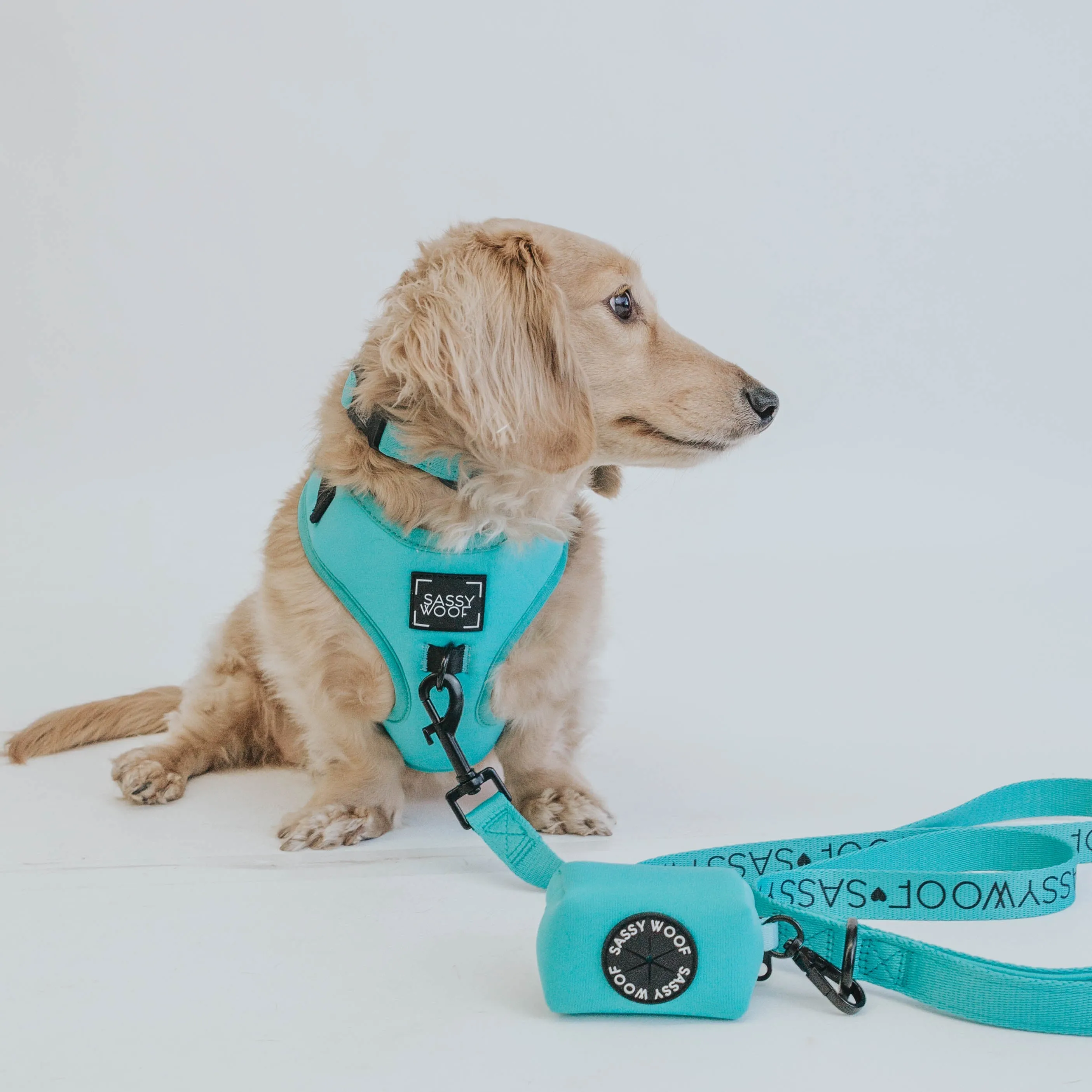Dog Four Piece Bundle - Neon Blue