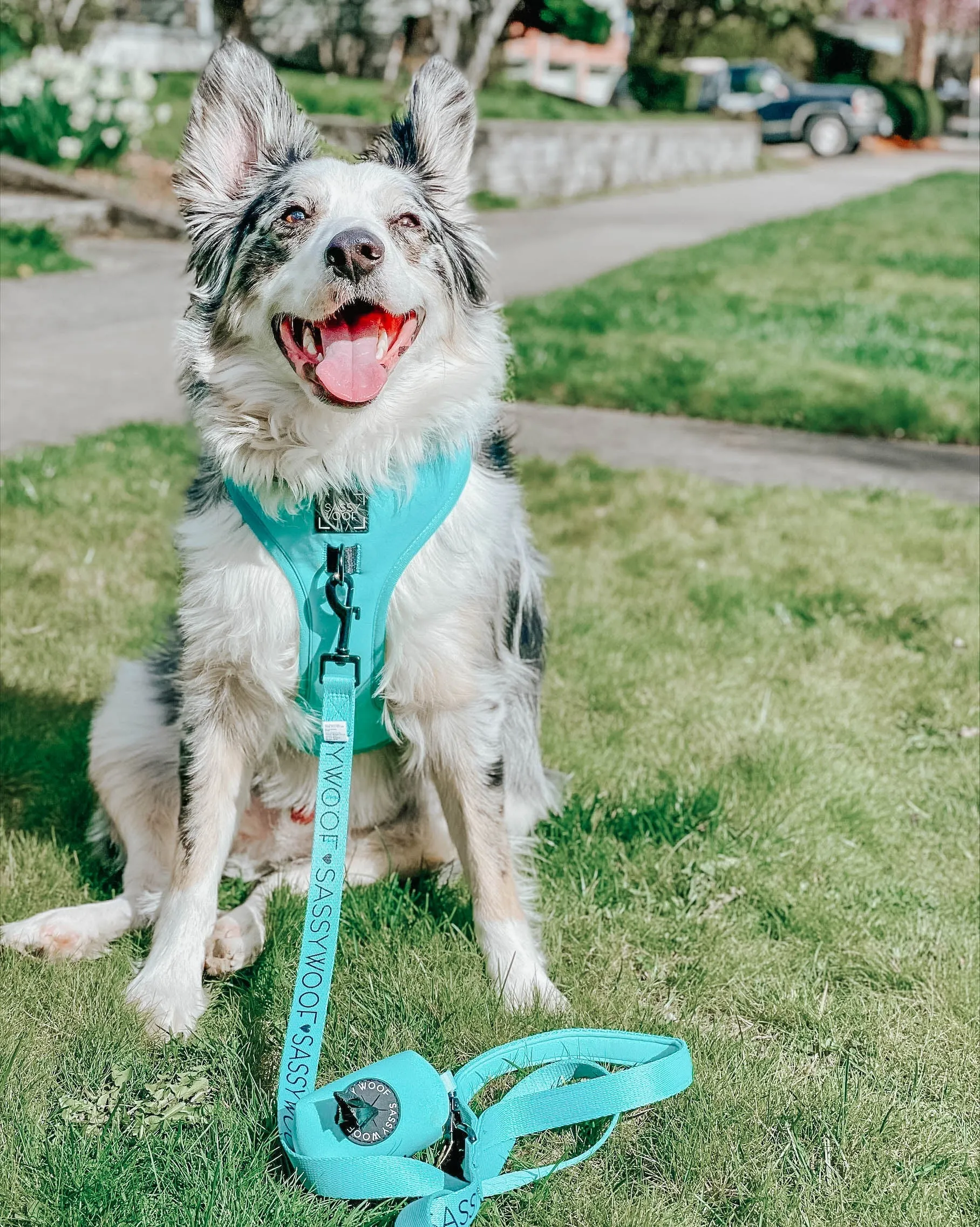 Dog Four Piece Bundle - Neon Blue