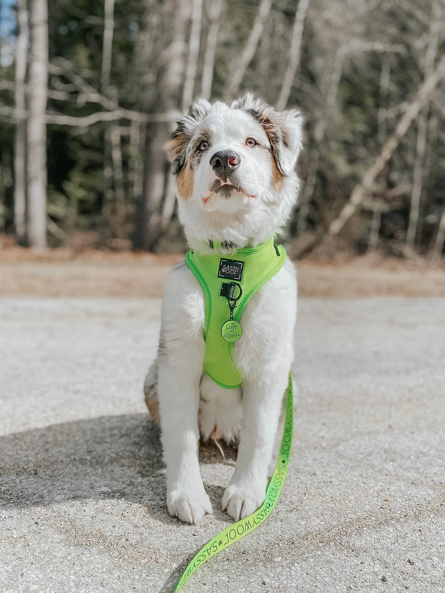 Dog Four Piece Bundle - Neon Green
