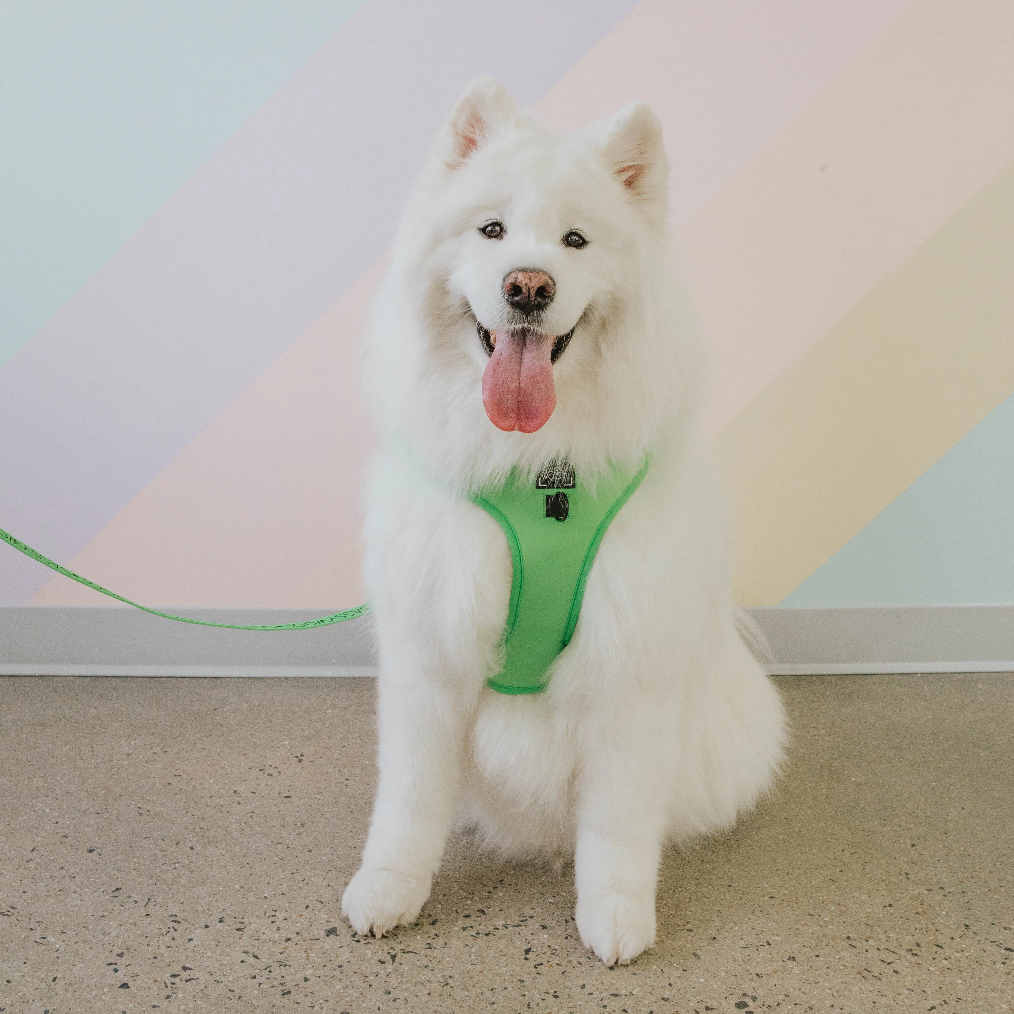 Dog Four Piece Bundle - Neon Green