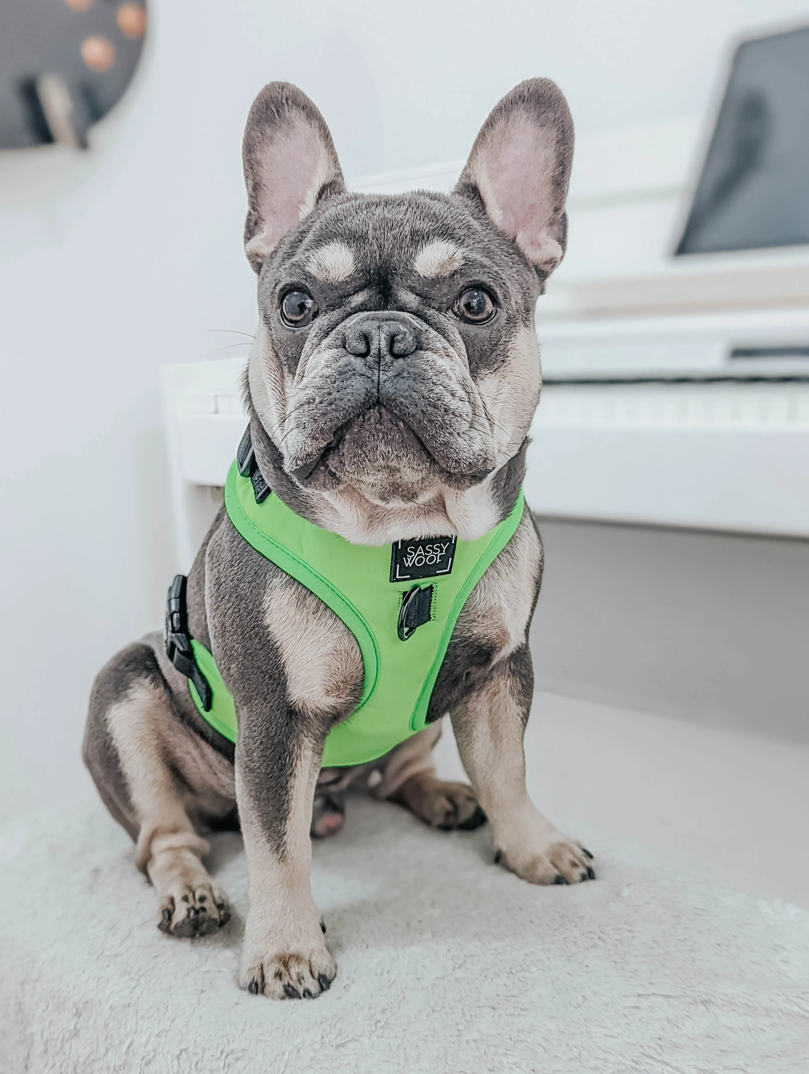 Dog Four Piece Bundle - Neon Green