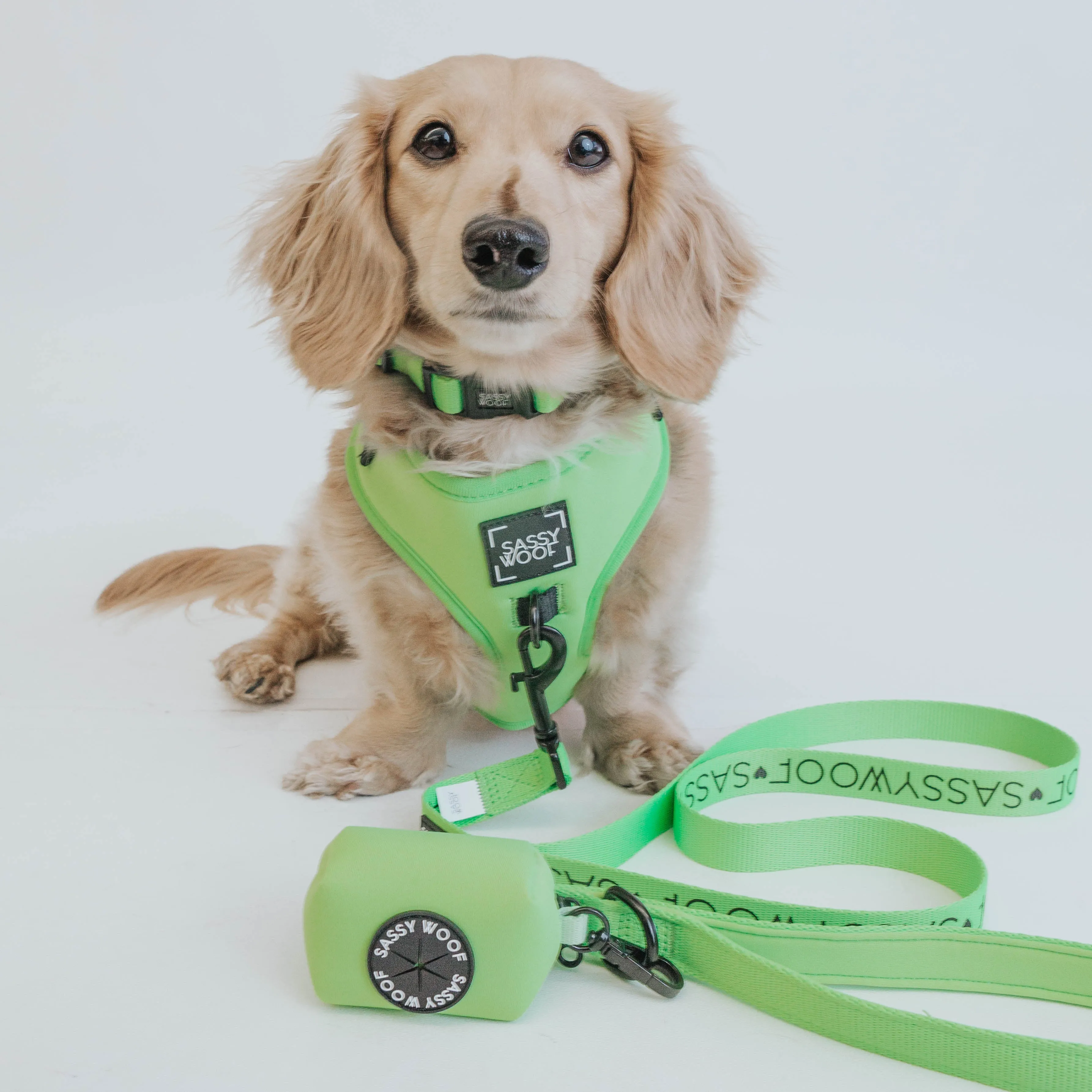 Dog Four Piece Bundle - Neon Green