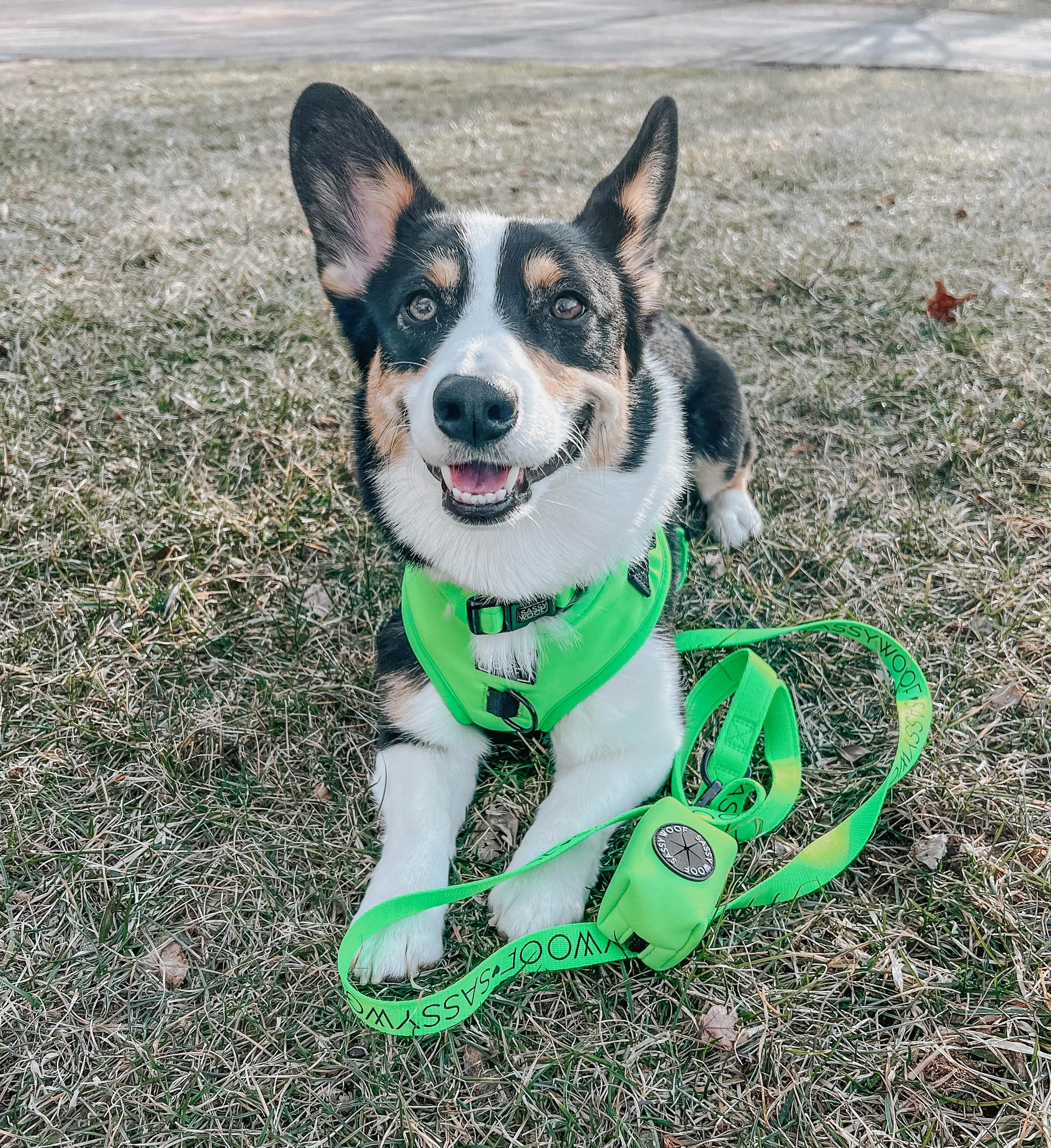 Dog Four Piece Bundle - Neon Green