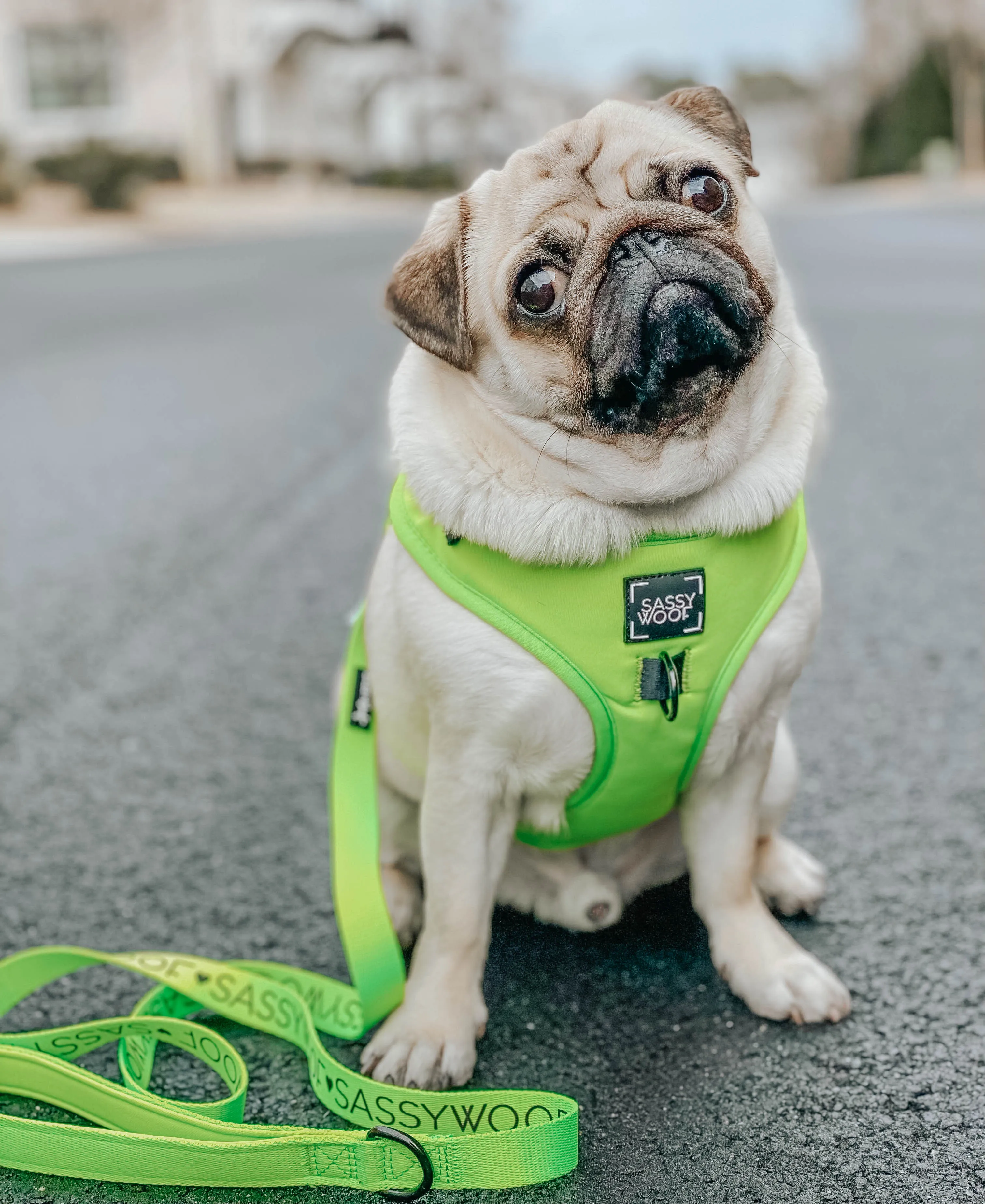 Dog Four Piece Bundle - Neon Green