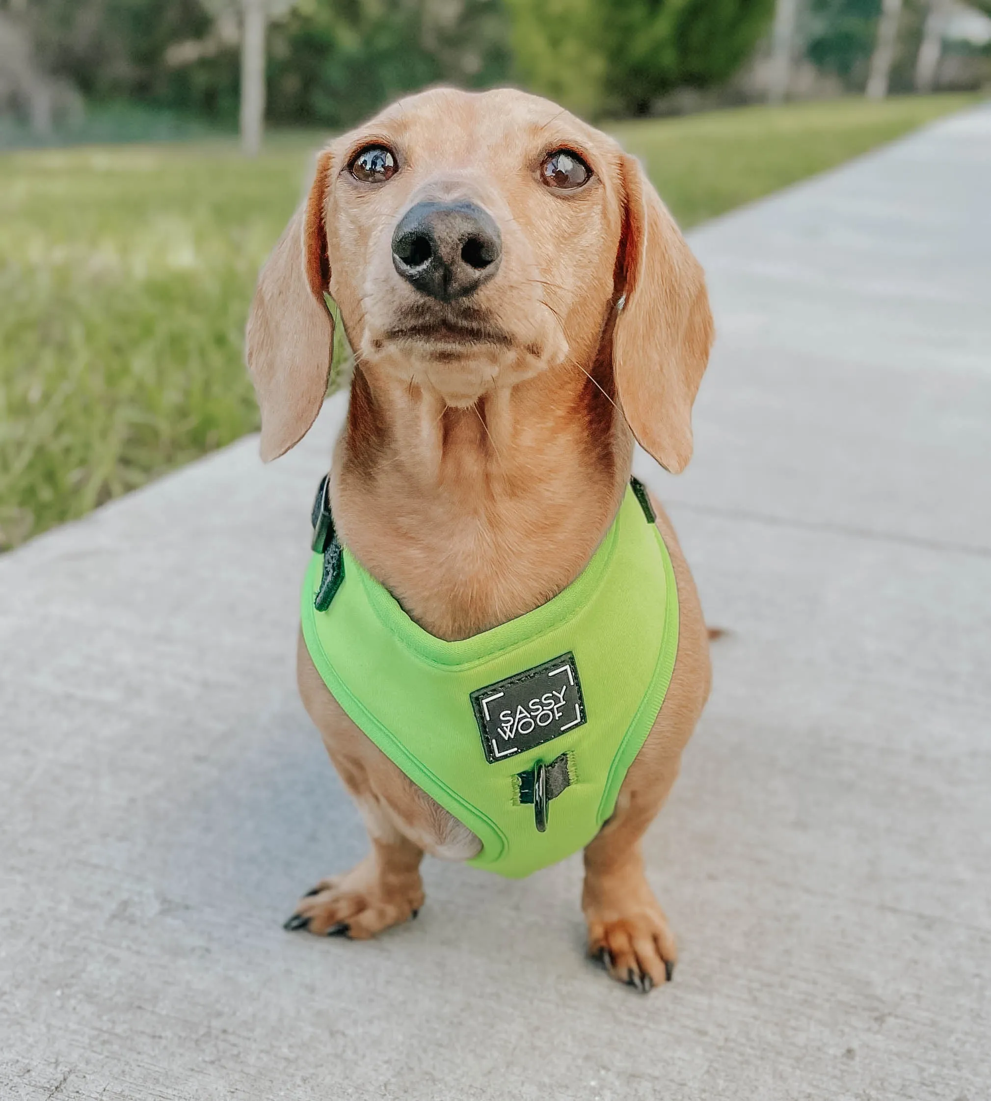 Dog Four Piece Bundle - Neon Green