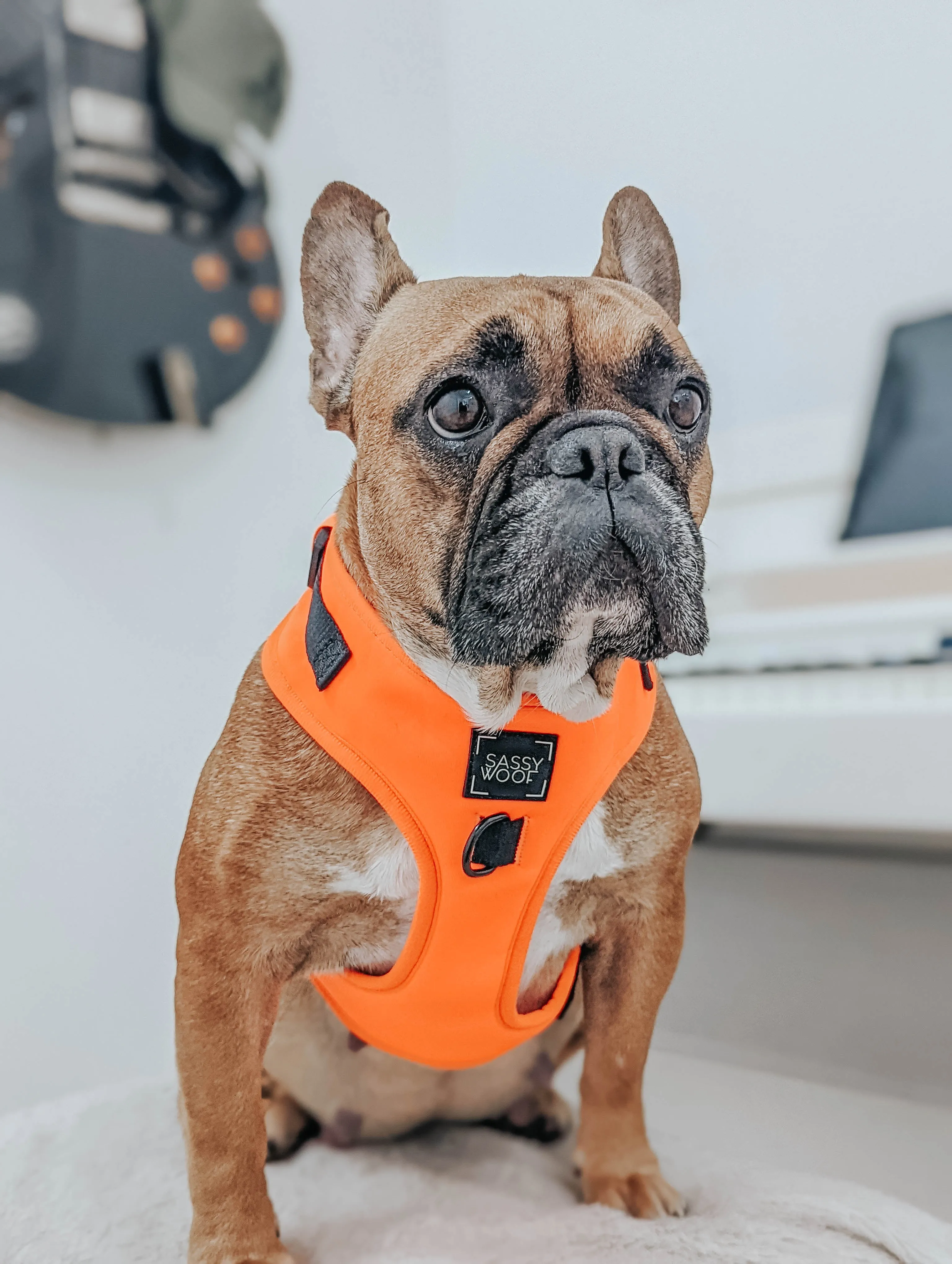 Dog Four Piece Bundle - Neon Orange