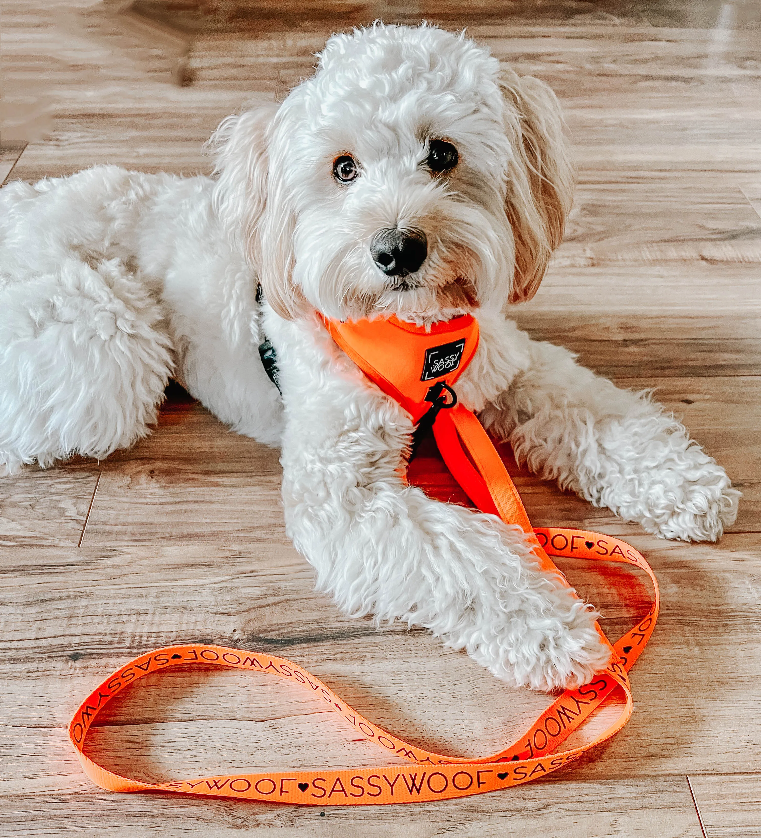 Dog Four Piece Bundle - Neon Orange