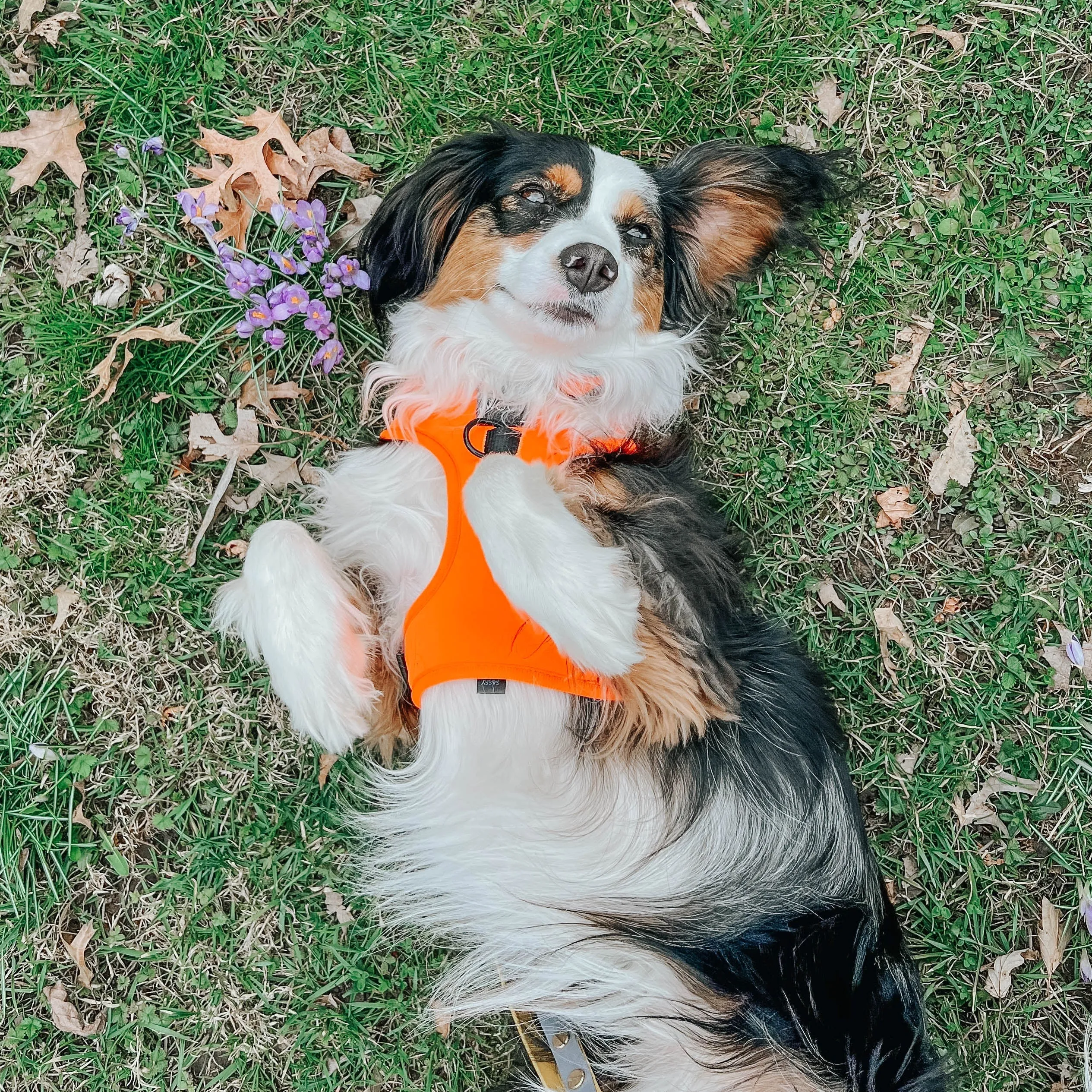 Dog Four Piece Bundle - Neon Orange
