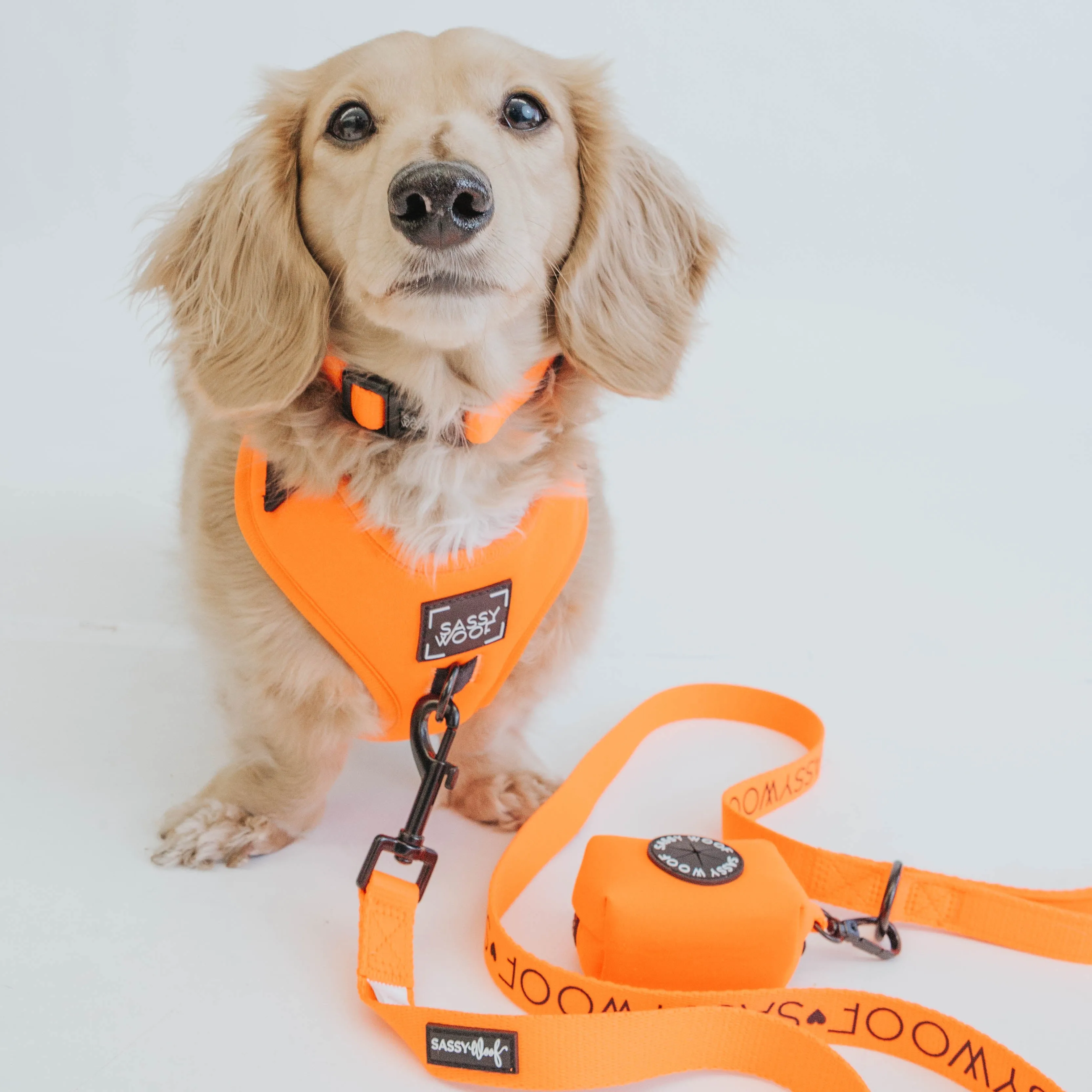 Dog Four Piece Bundle - Neon Orange