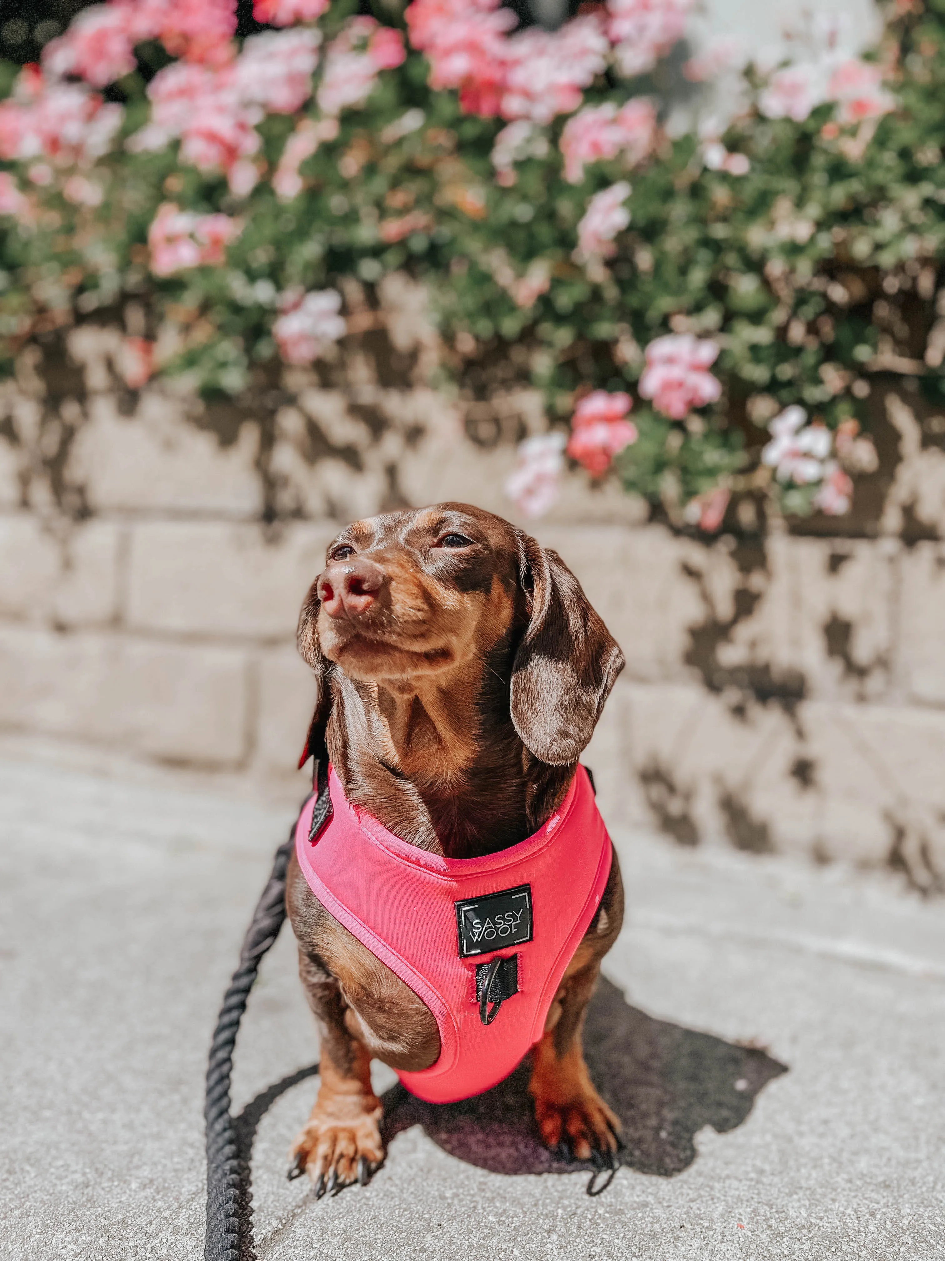 Dog Four Piece Bundle - Neon Pink