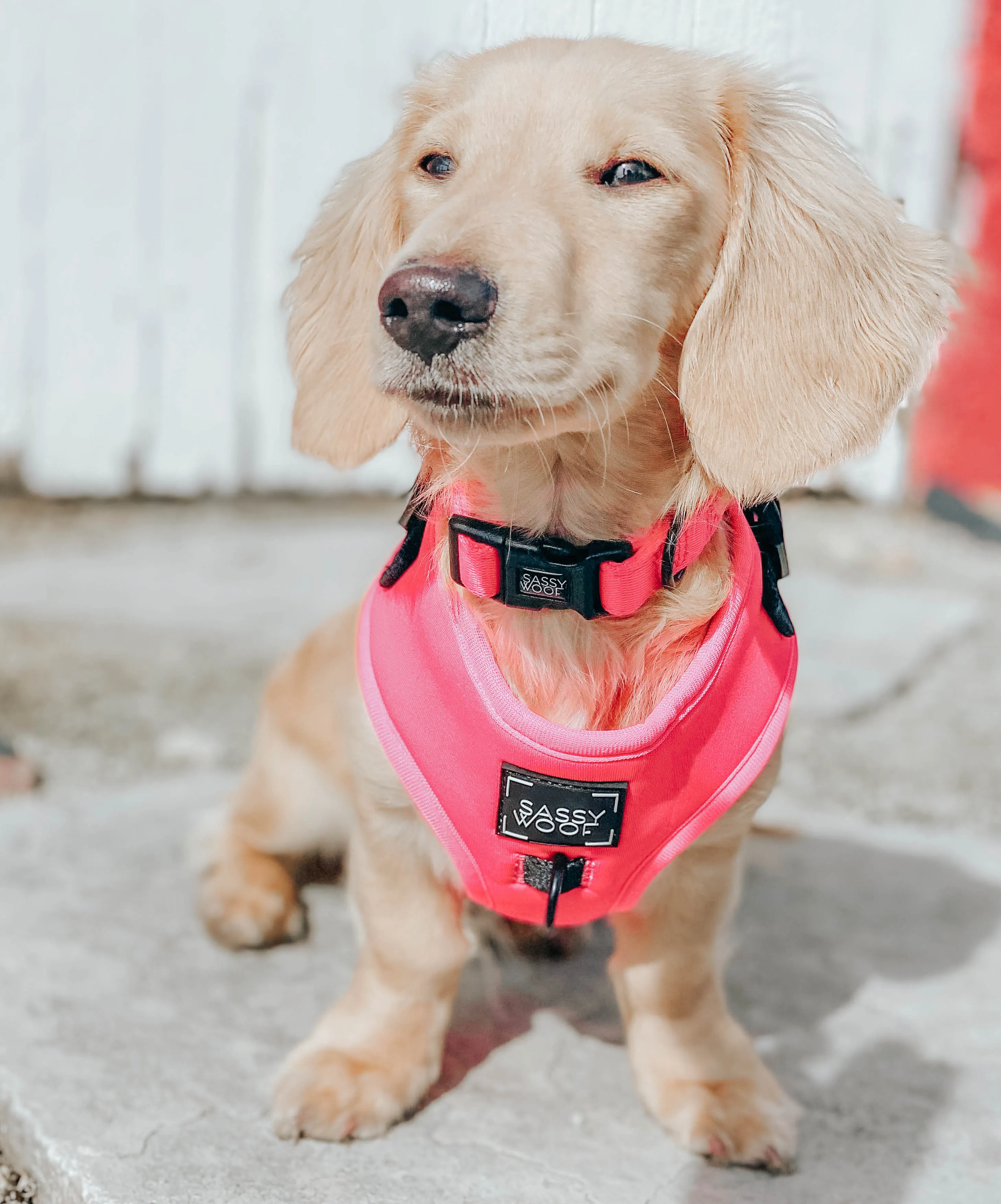 Dog Four Piece Bundle - Neon Pink