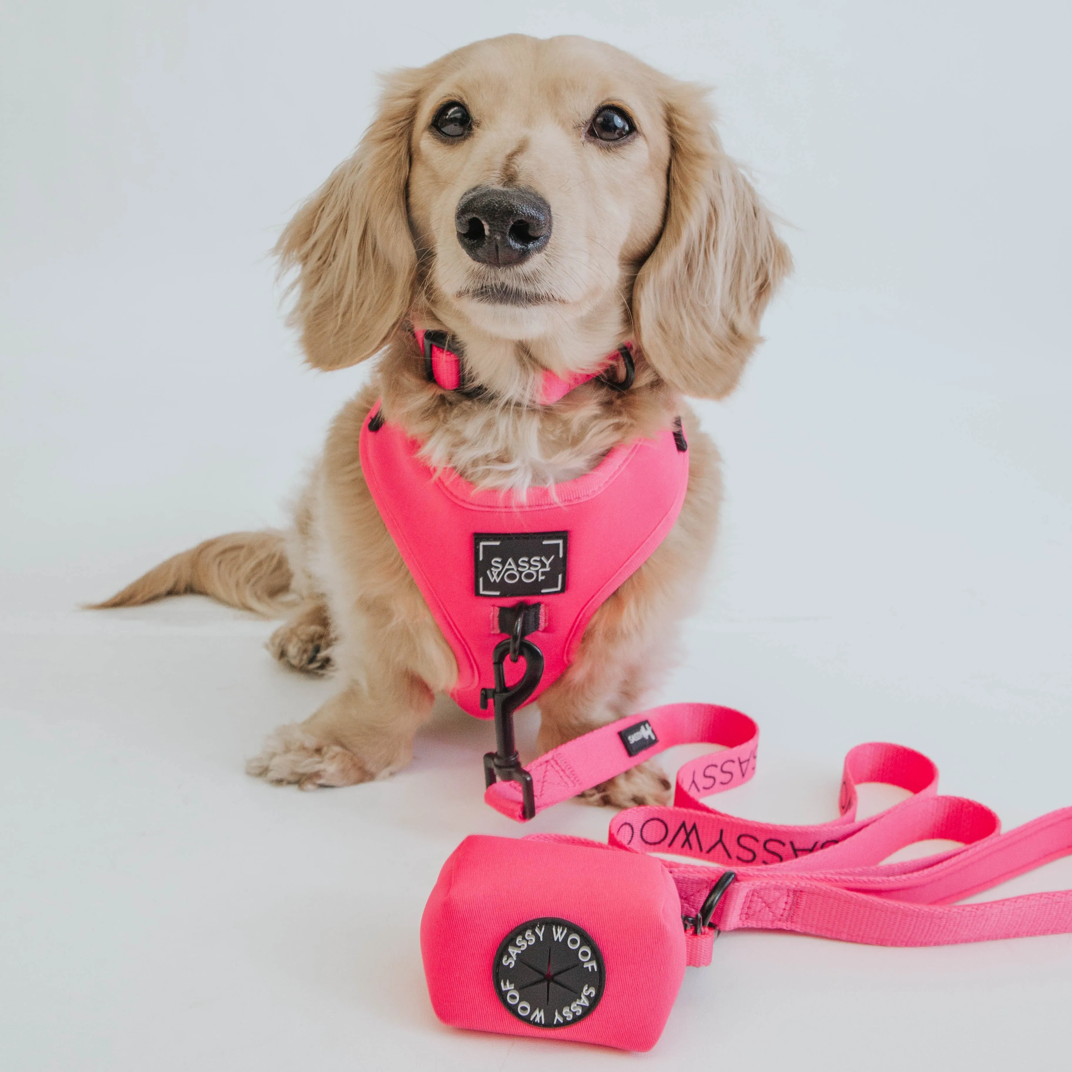 Dog Four Piece Bundle - Neon Pink