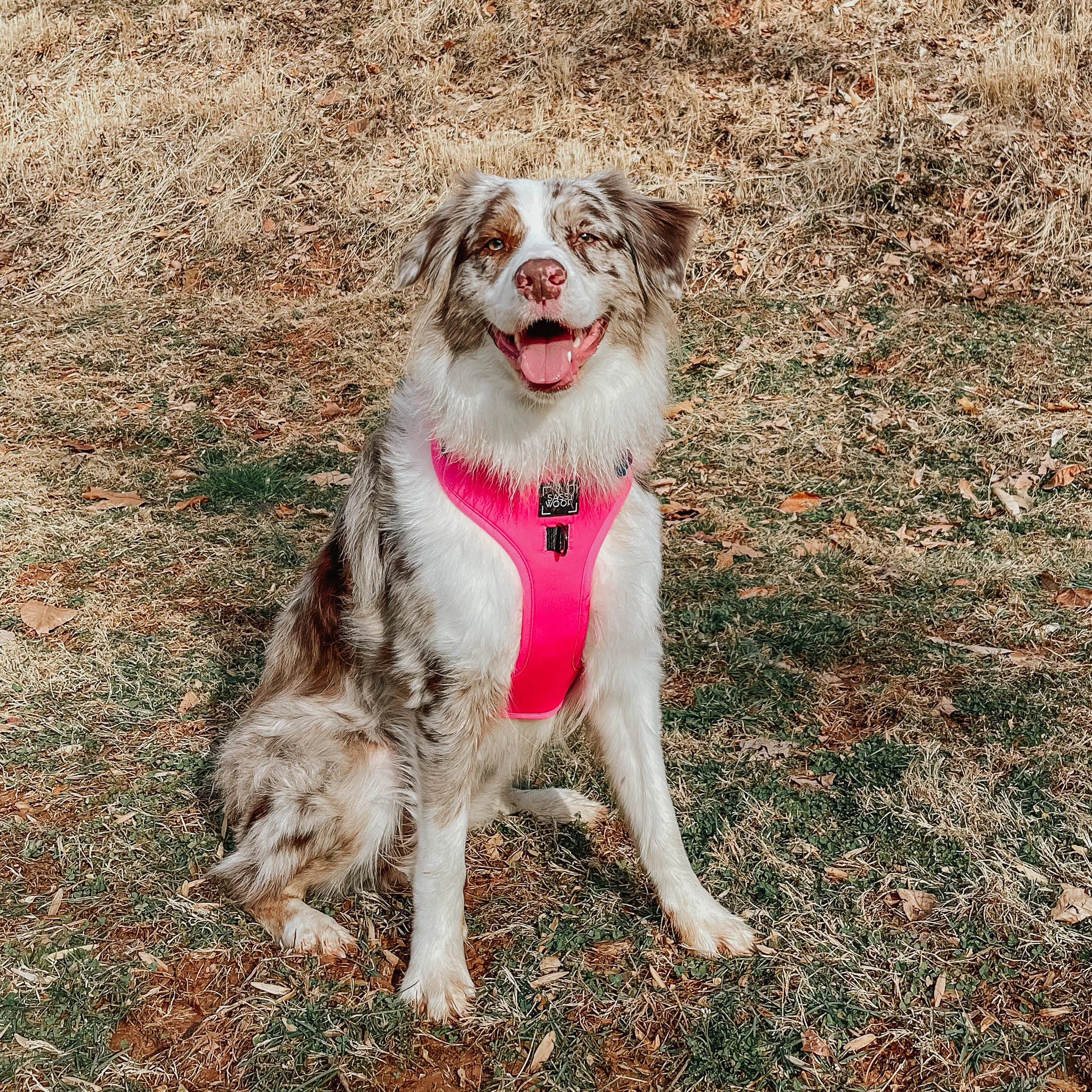 Dog Four Piece Bundle - Neon Pink