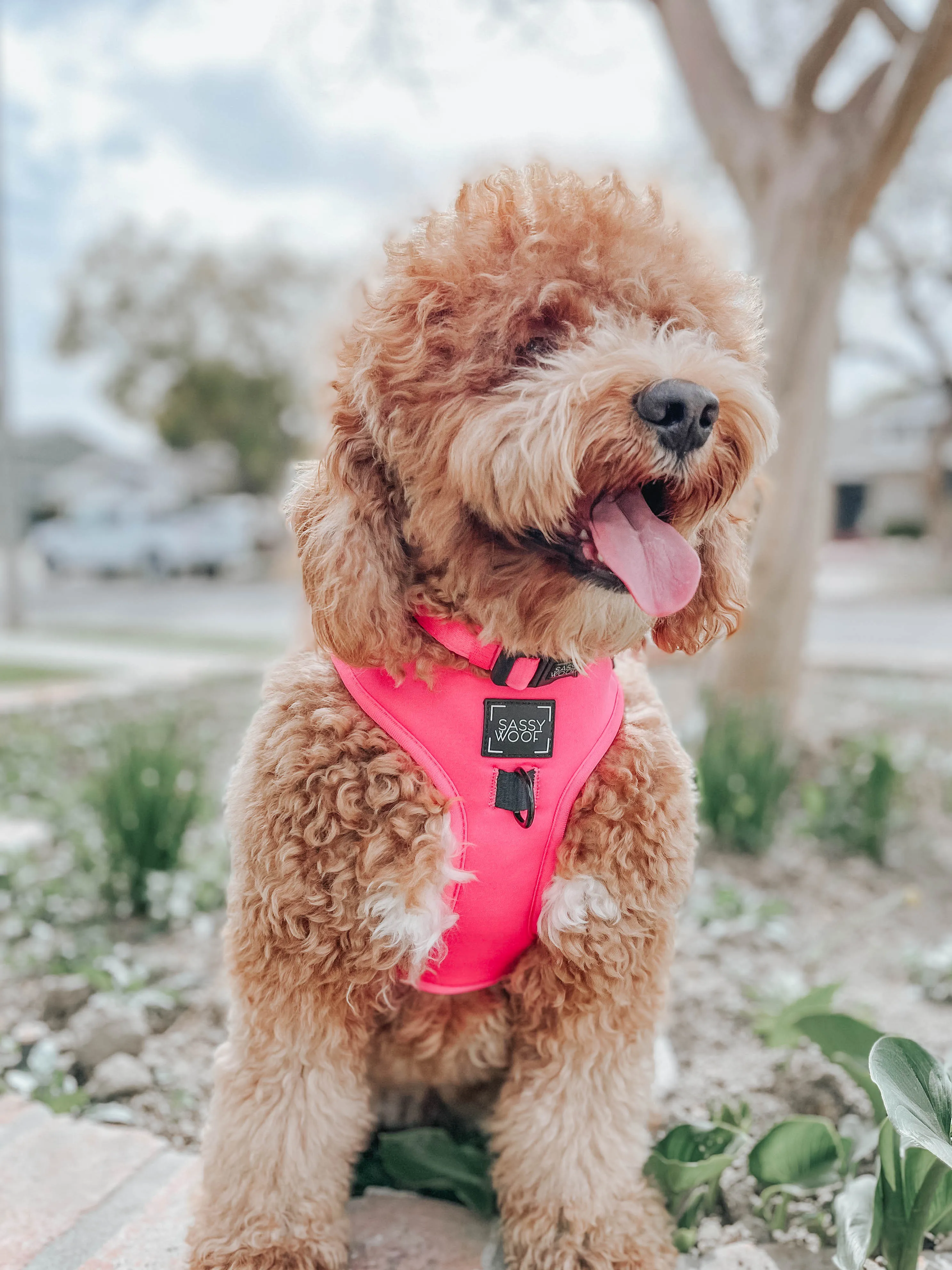 Dog Four Piece Bundle - Neon Pink