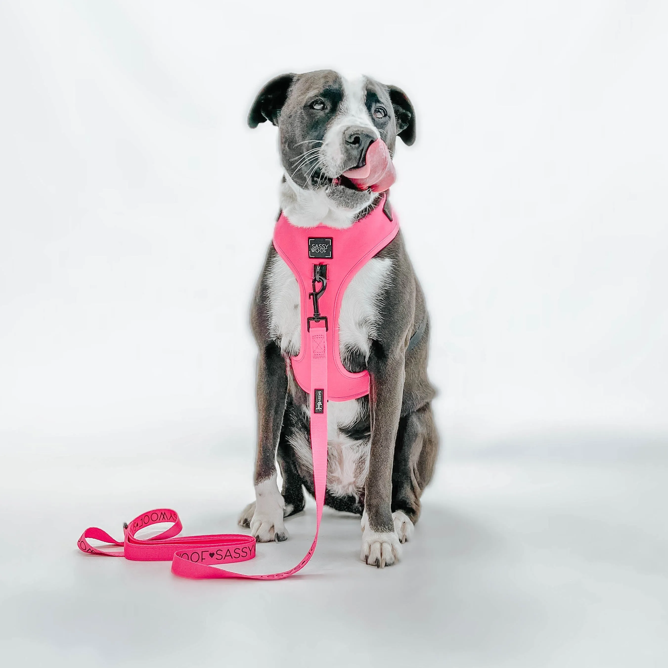 Dog Four Piece Bundle - Neon Pink