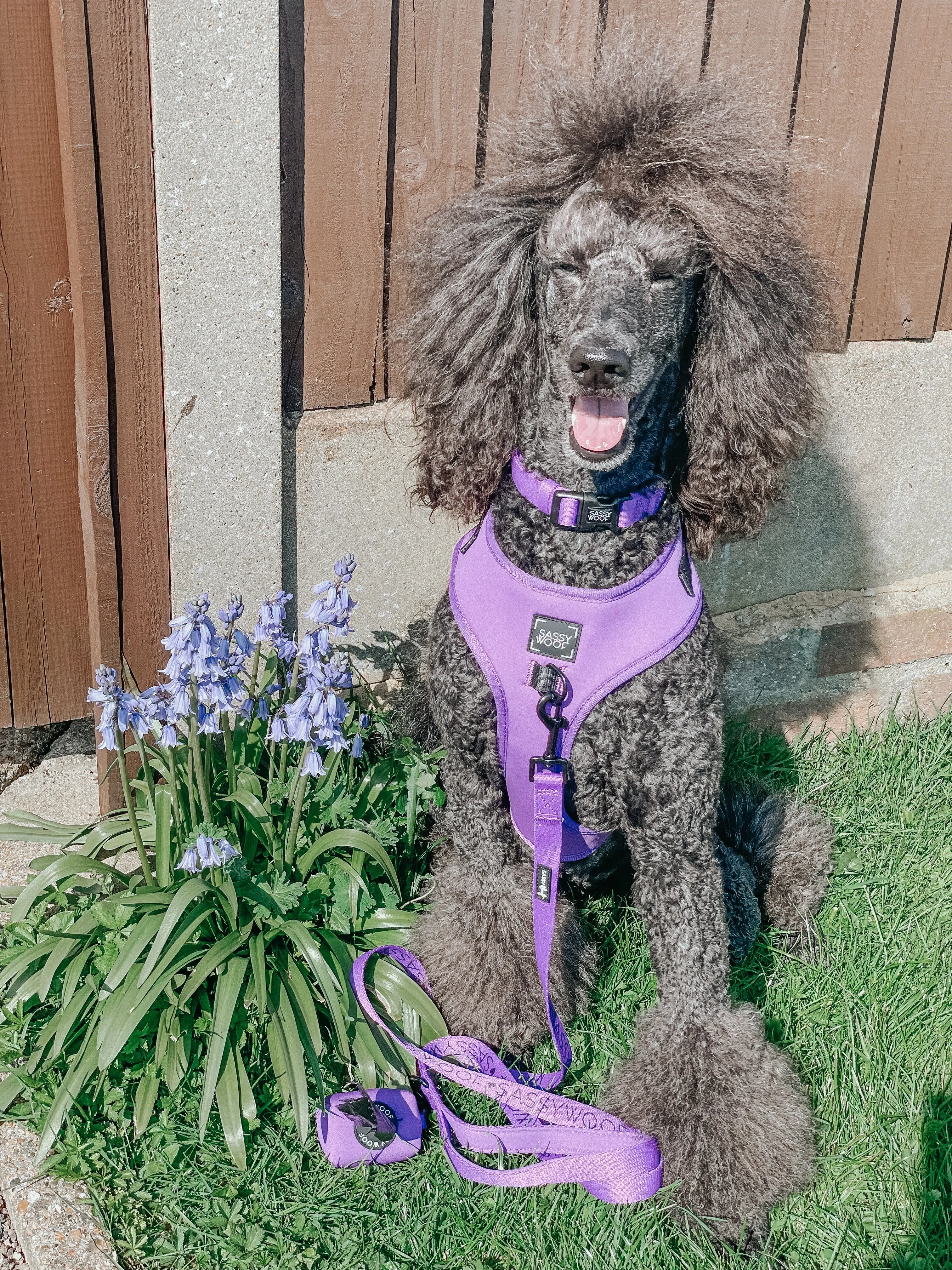 Dog Four Piece Bundle - Neon Purple