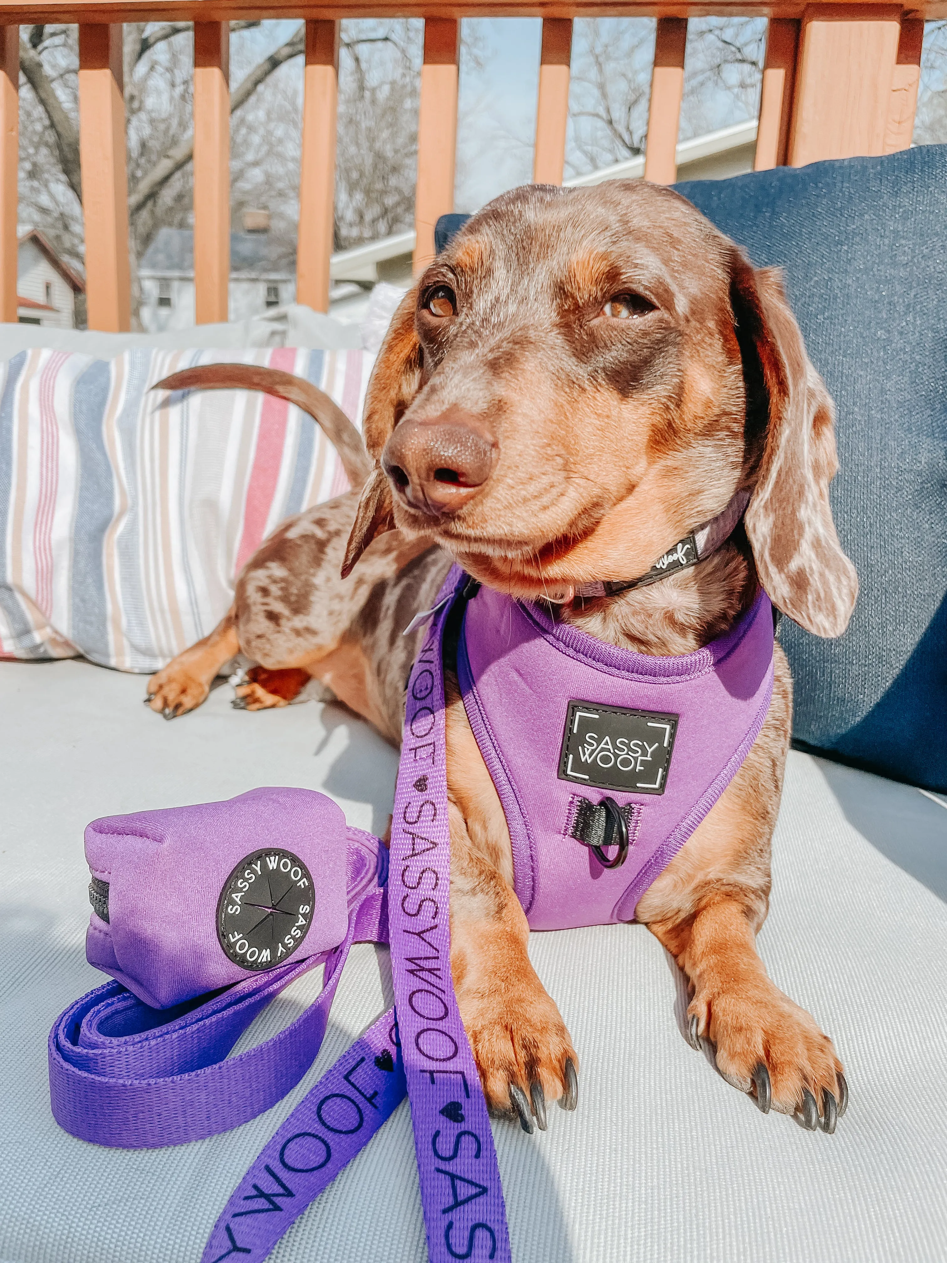 Dog Four Piece Bundle - Neon Purple