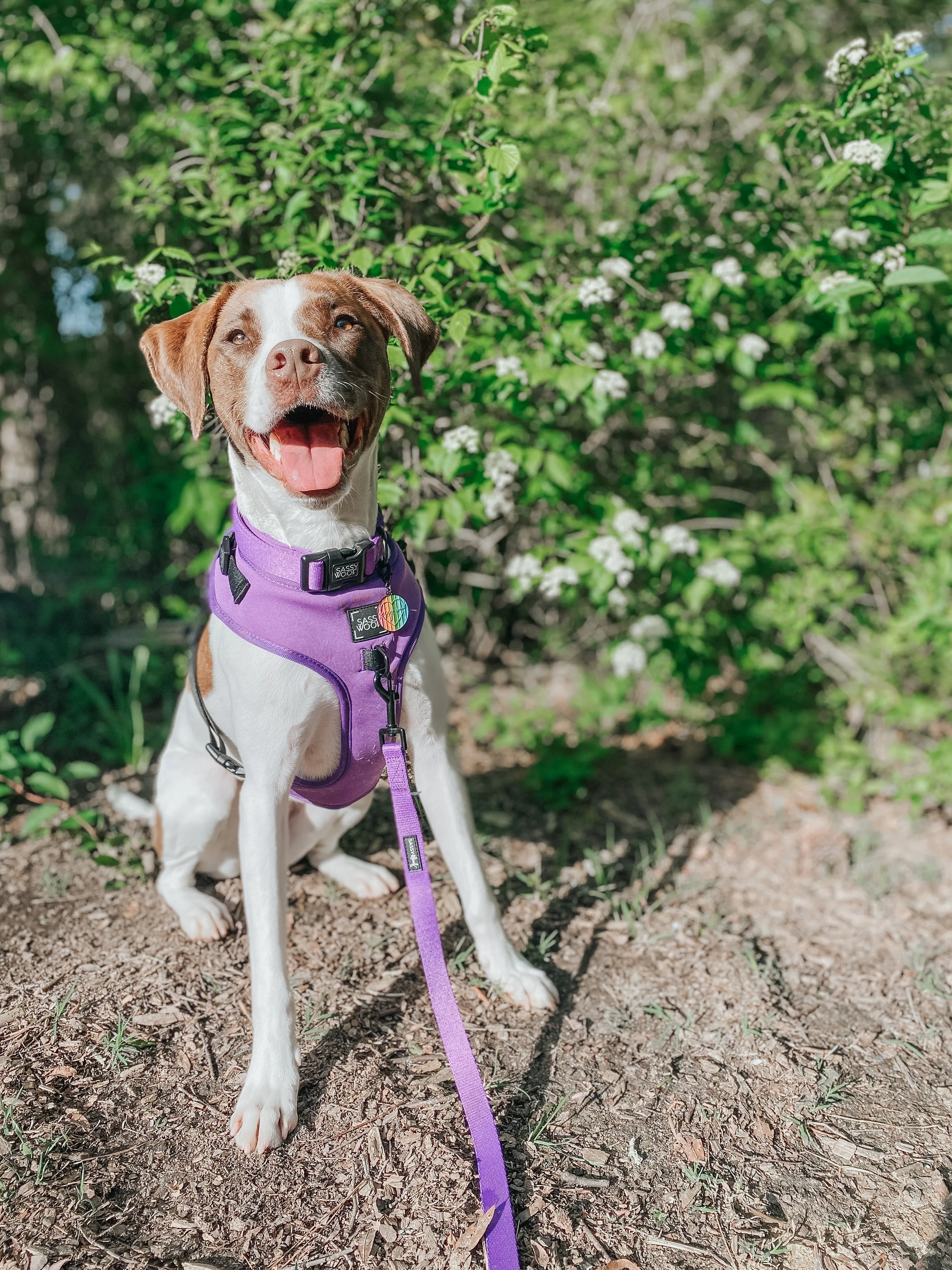 Dog Four Piece Bundle - Neon Purple