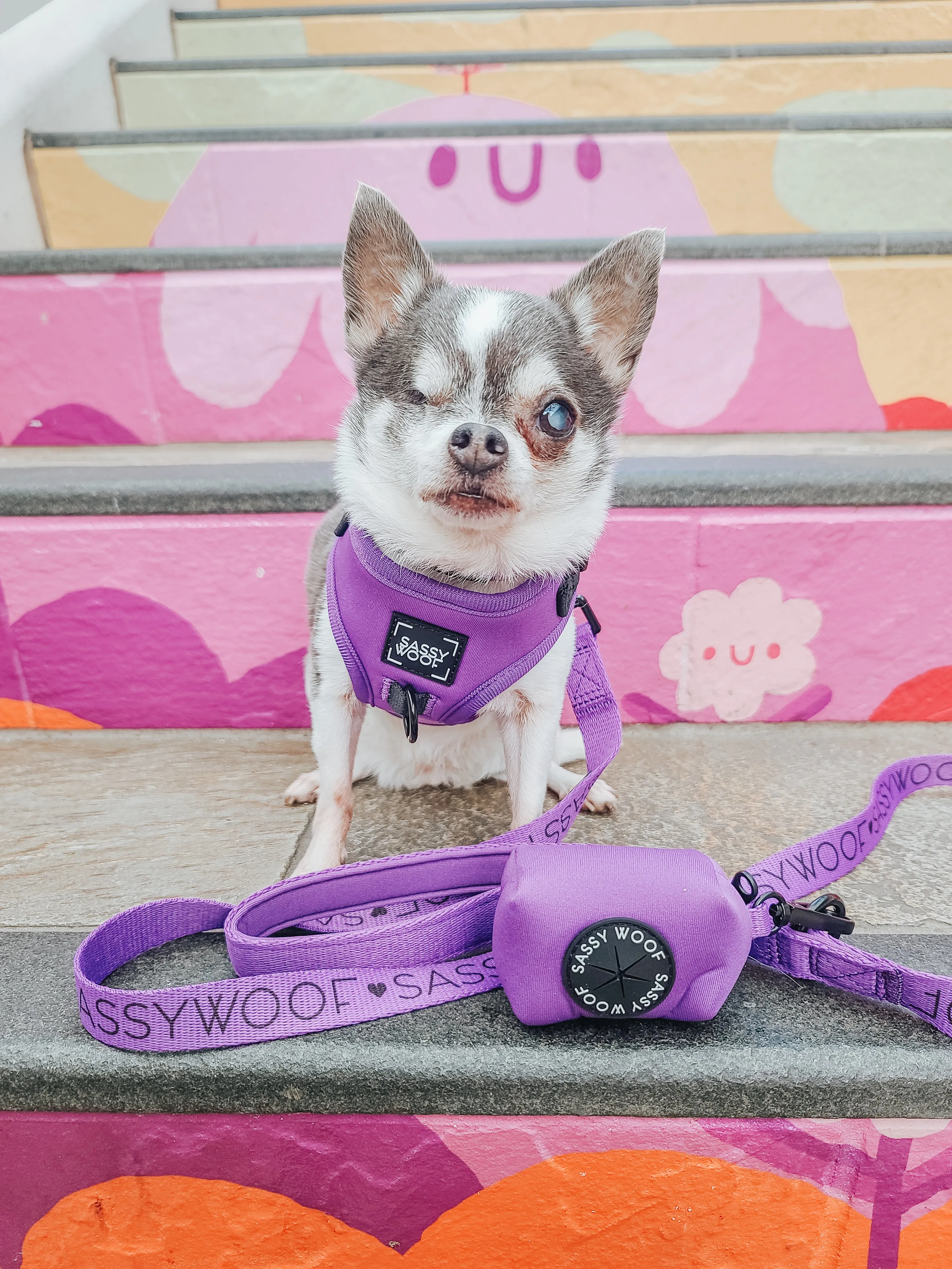 Dog Four Piece Bundle - Neon Purple