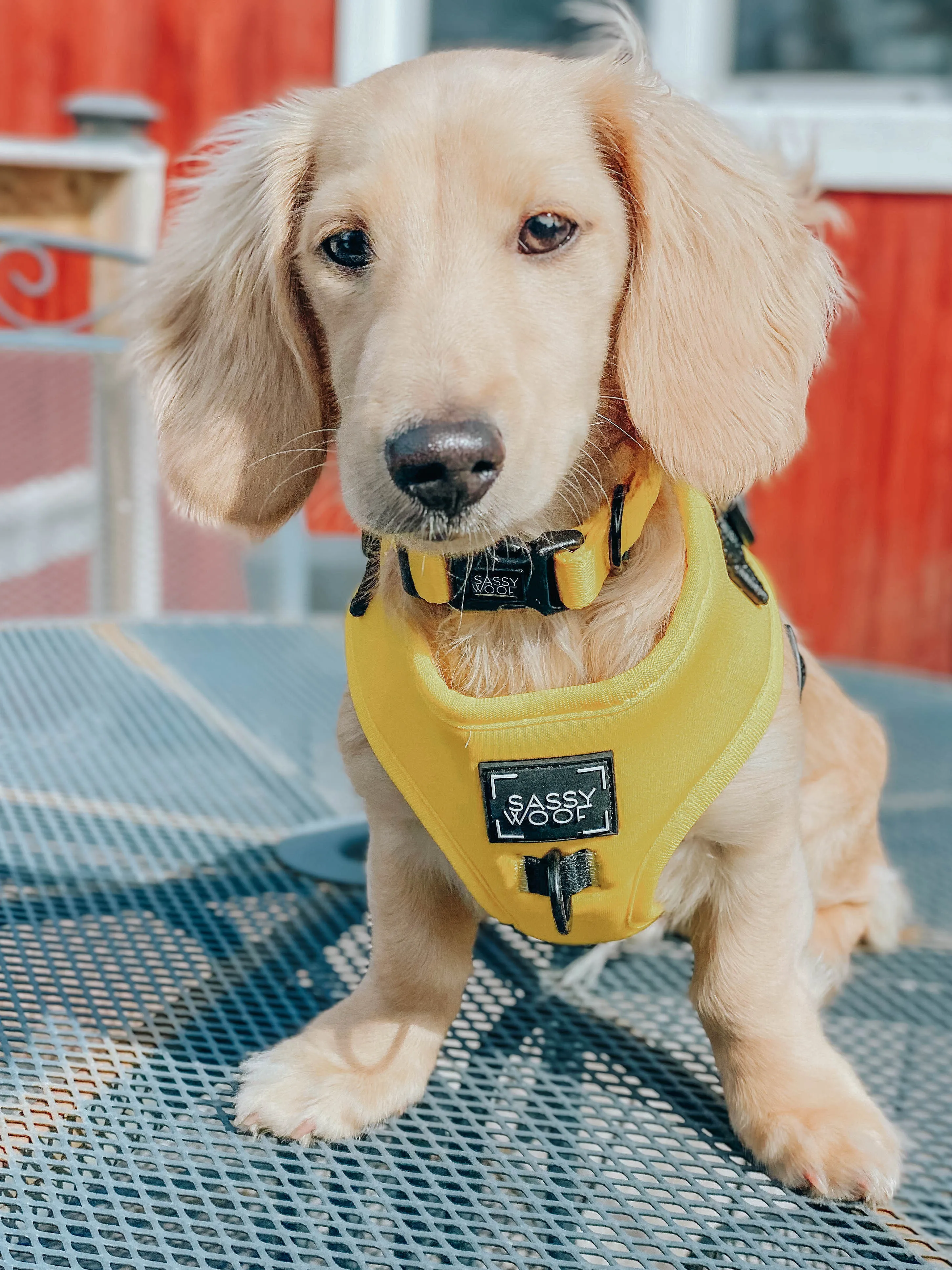 Dog Four Piece Bundle - Neon Yellow