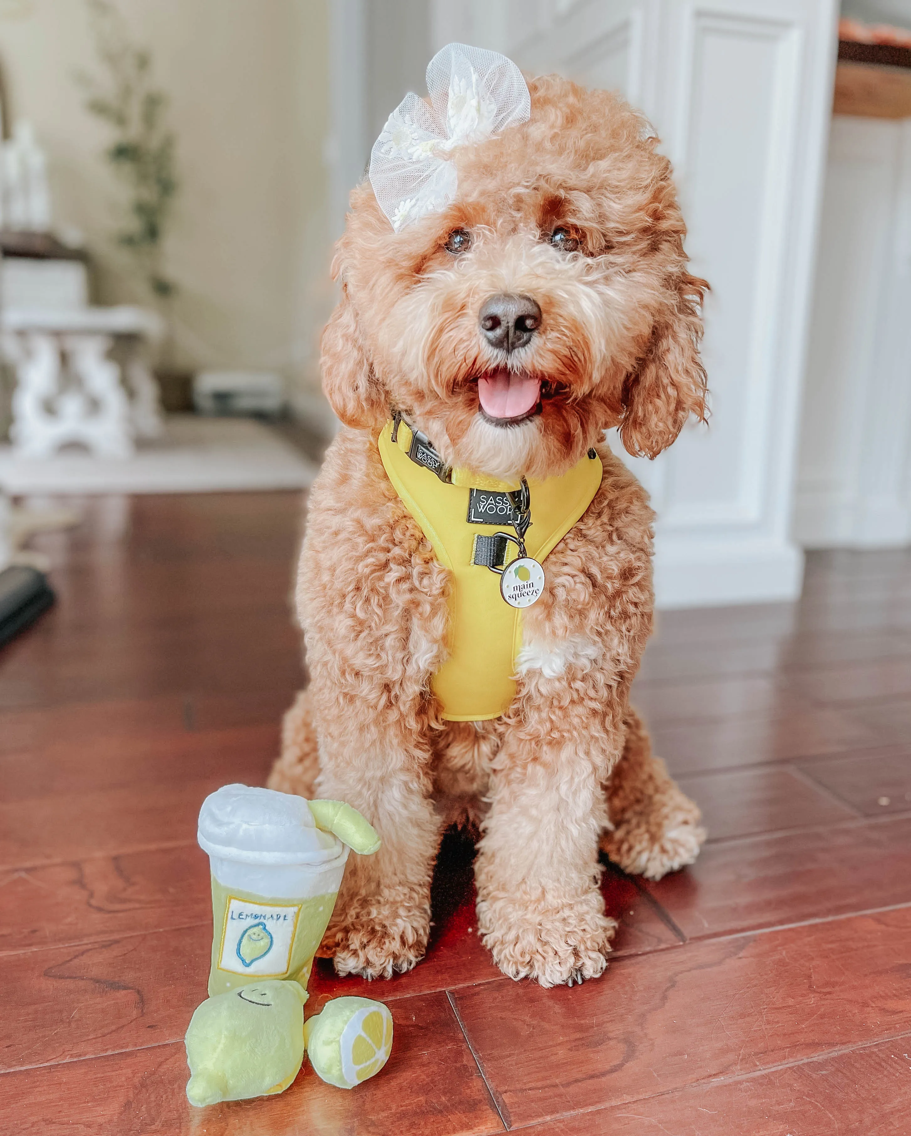 Dog Four Piece Bundle - Neon Yellow