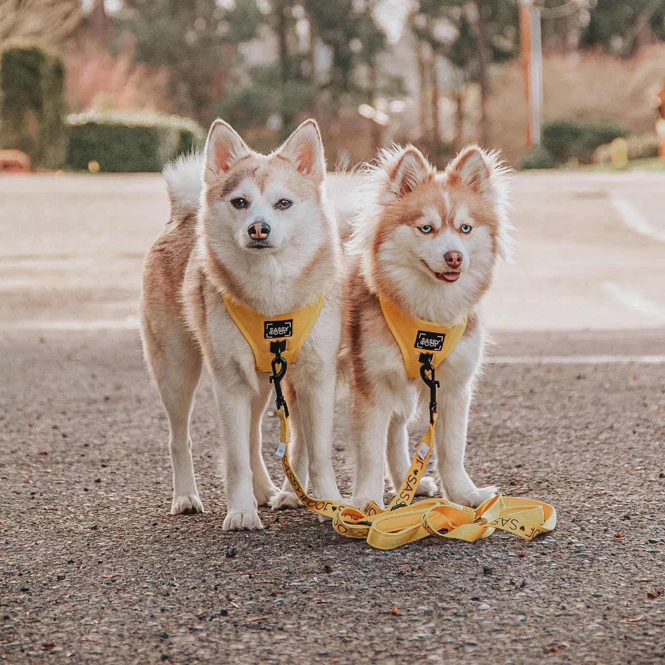 Dog Four Piece Bundle - Neon Yellow