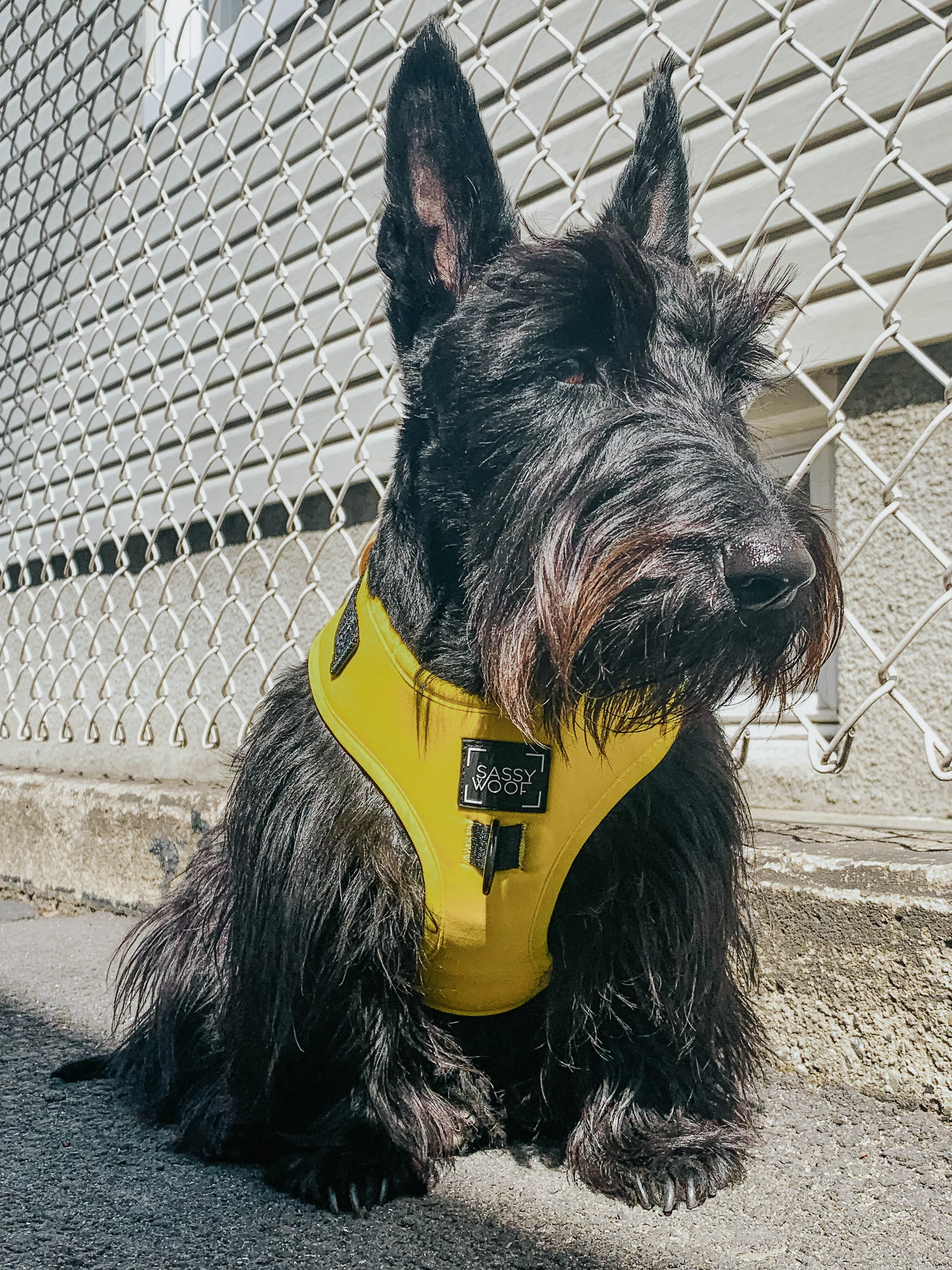 Dog Four Piece Bundle - Neon Yellow