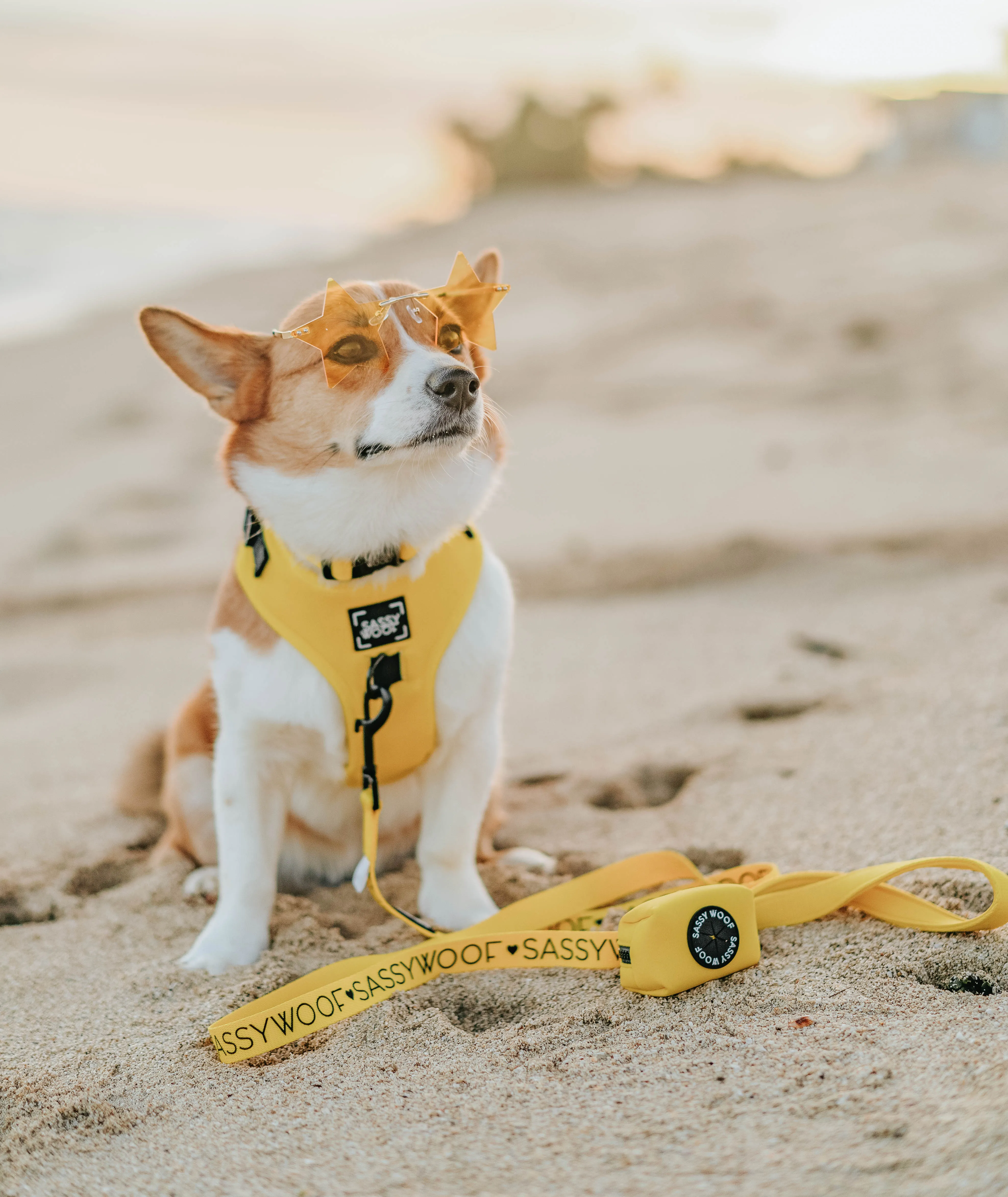 Dog Four Piece Bundle - Neon Yellow