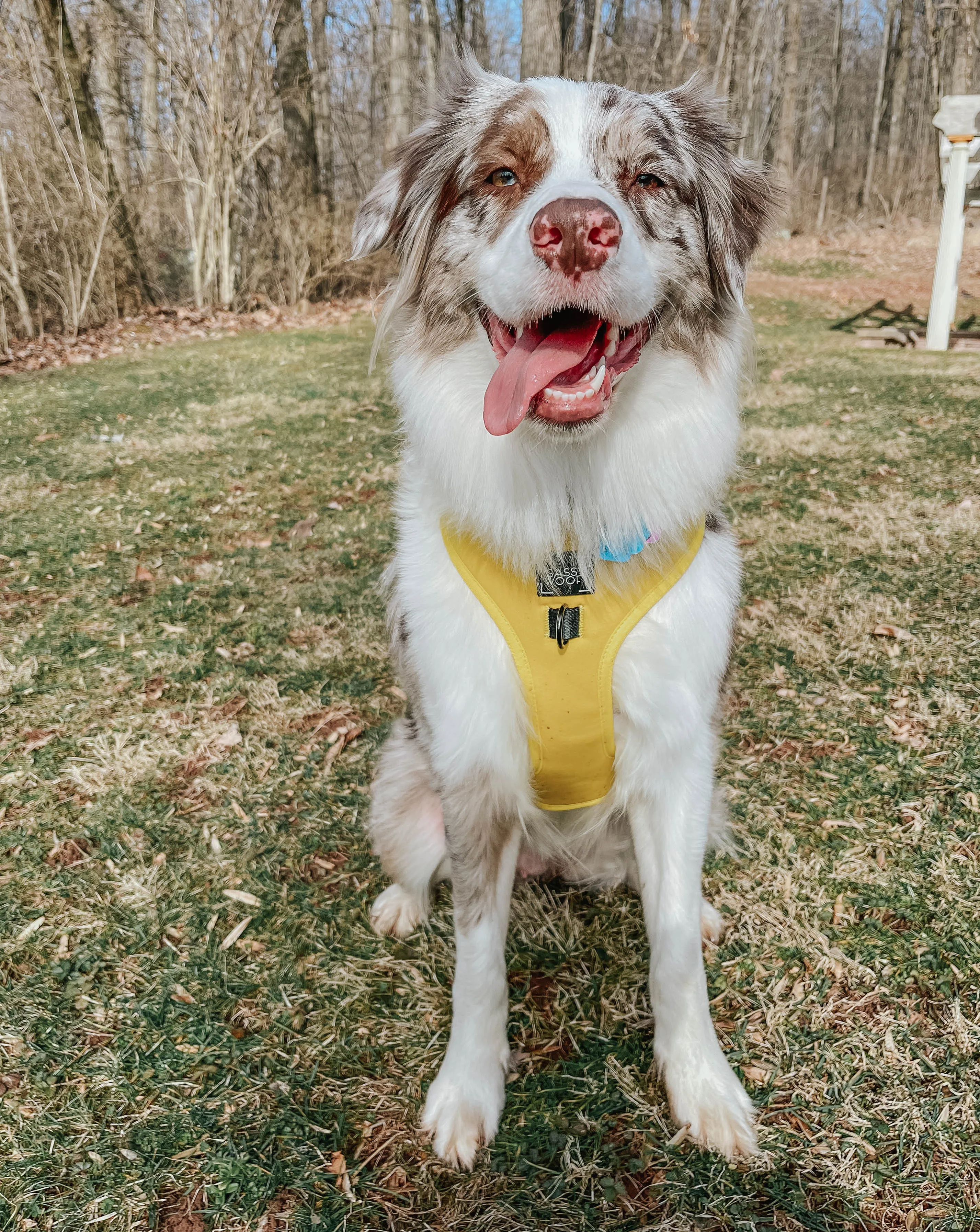 Dog Four Piece Bundle - Neon Yellow