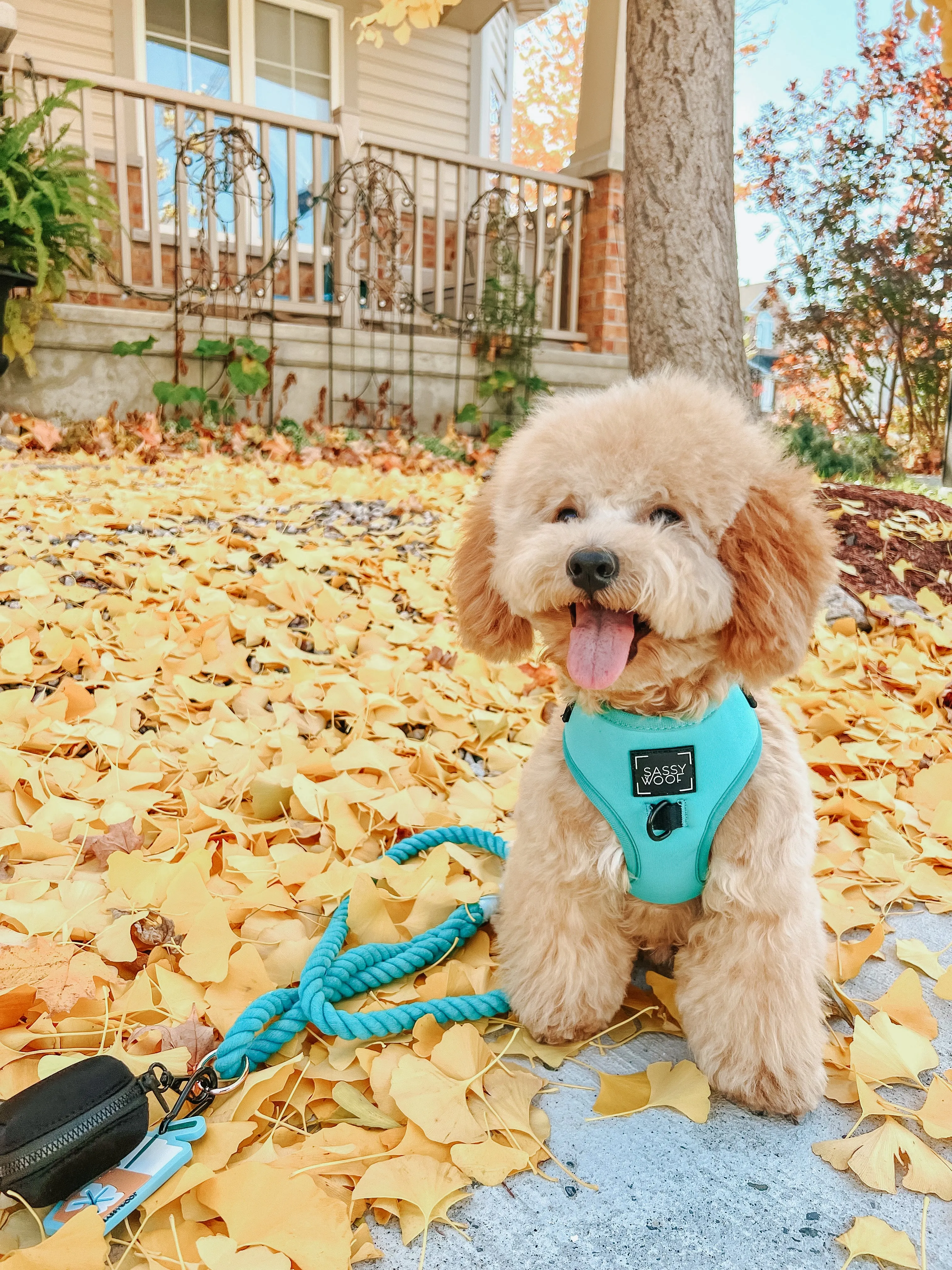 Dog Rope Leash - Neon Blue