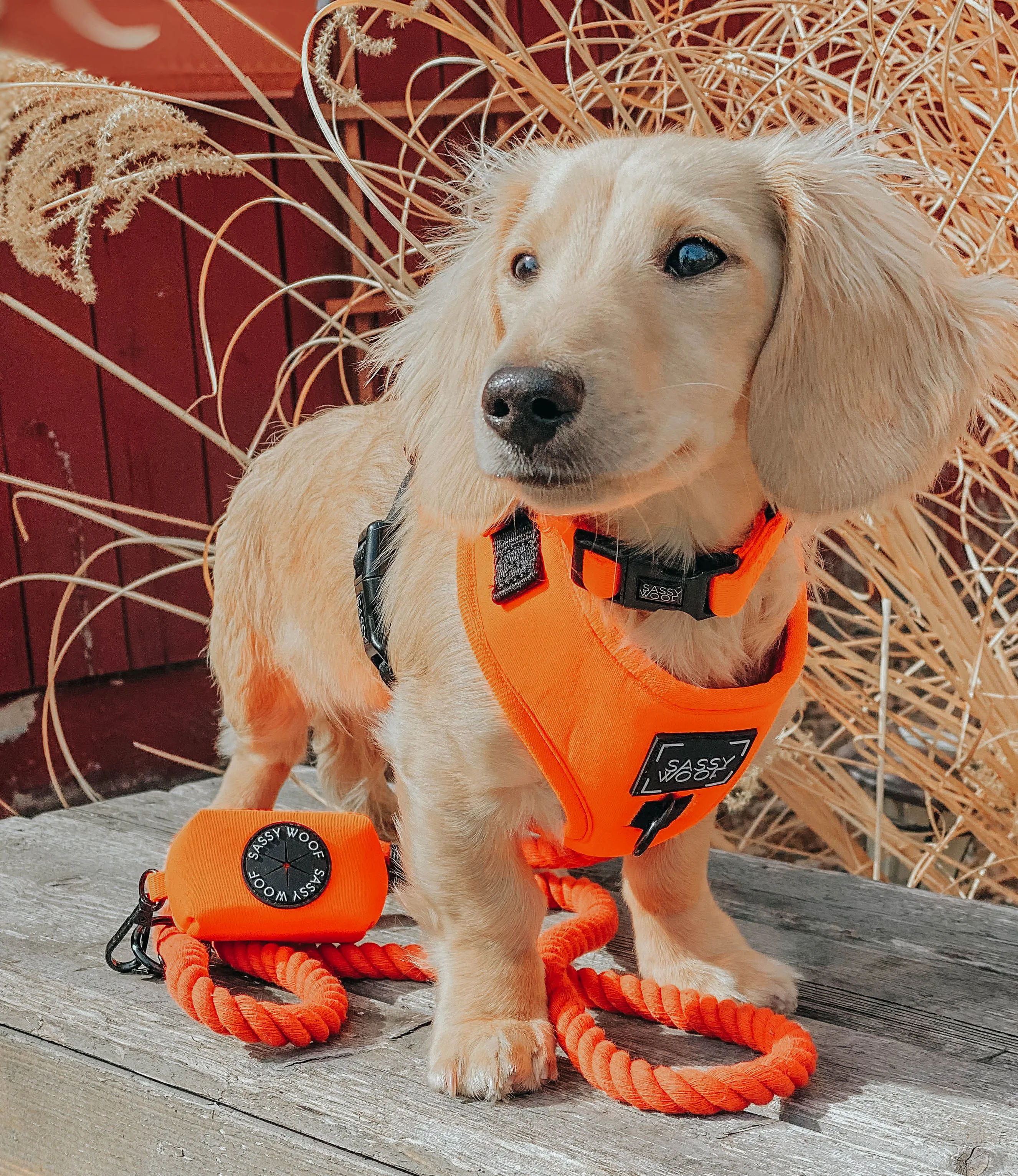 Dog Rope Leash - Neon Orange