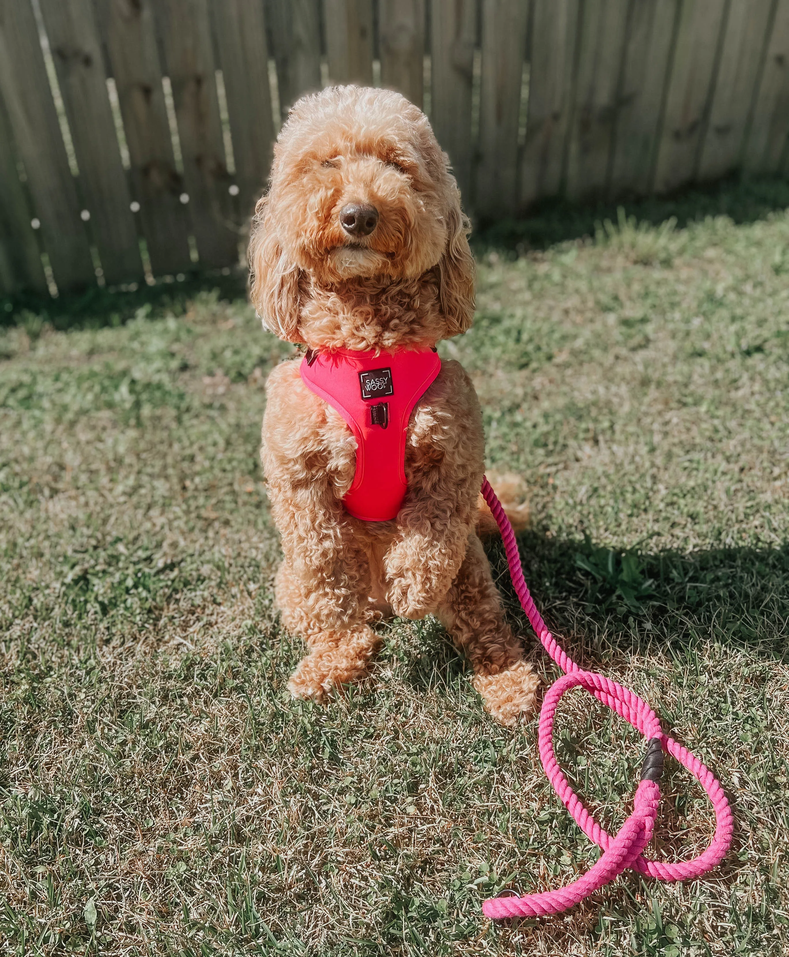 Dog Rope Leash - Neon Pink