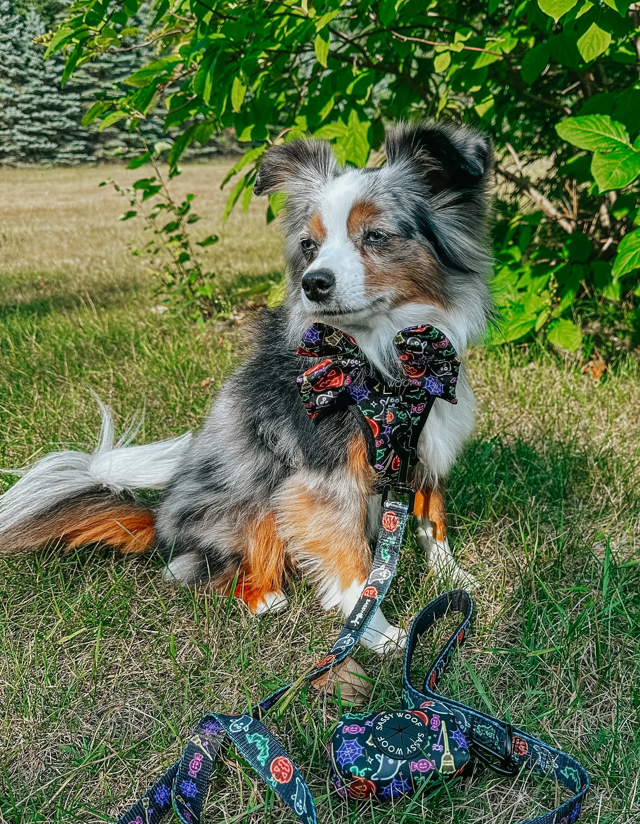 Dog Two Piece Bundle - Neon Frights