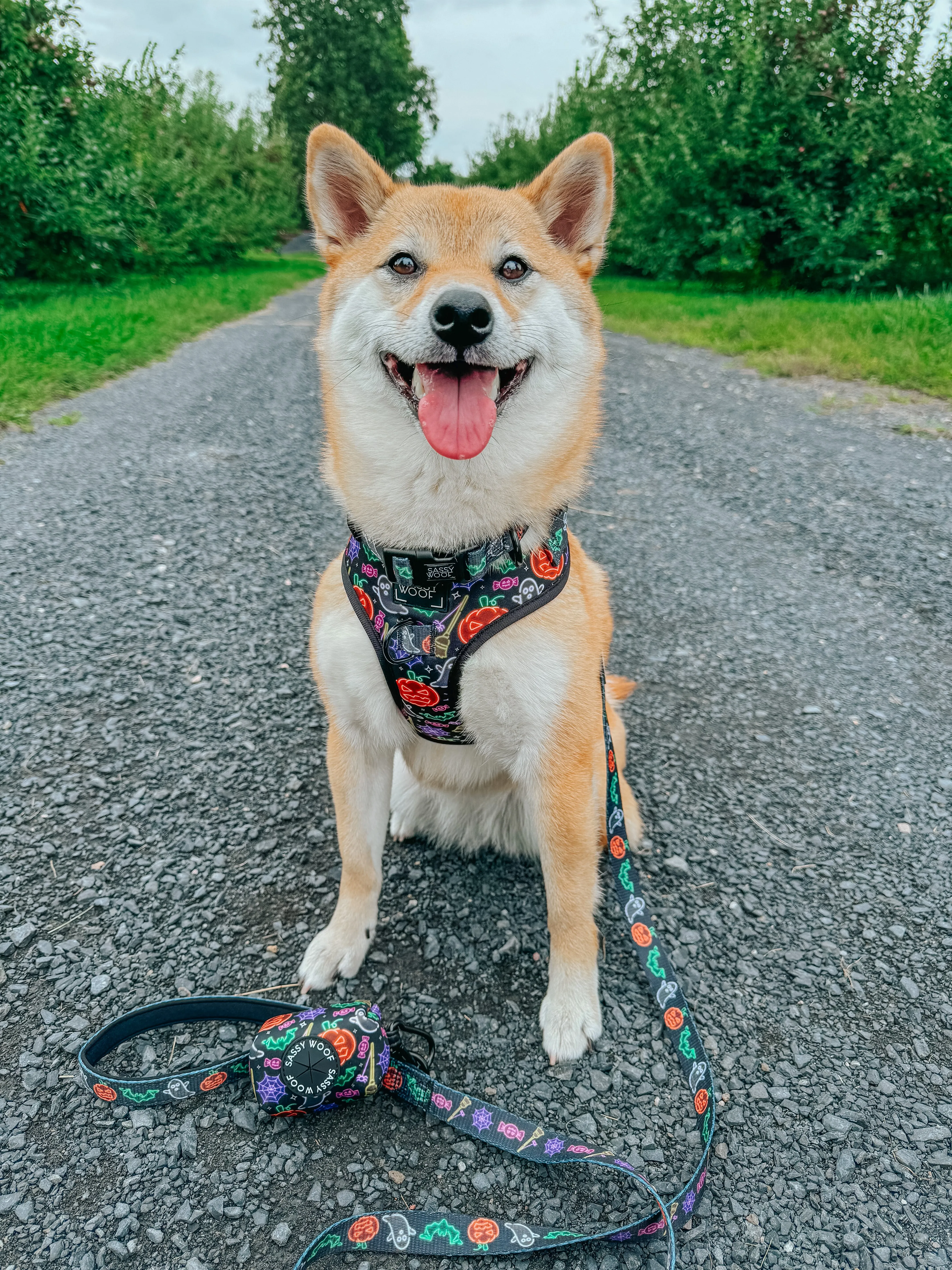 Dog Two Piece Bundle - Neon Frights