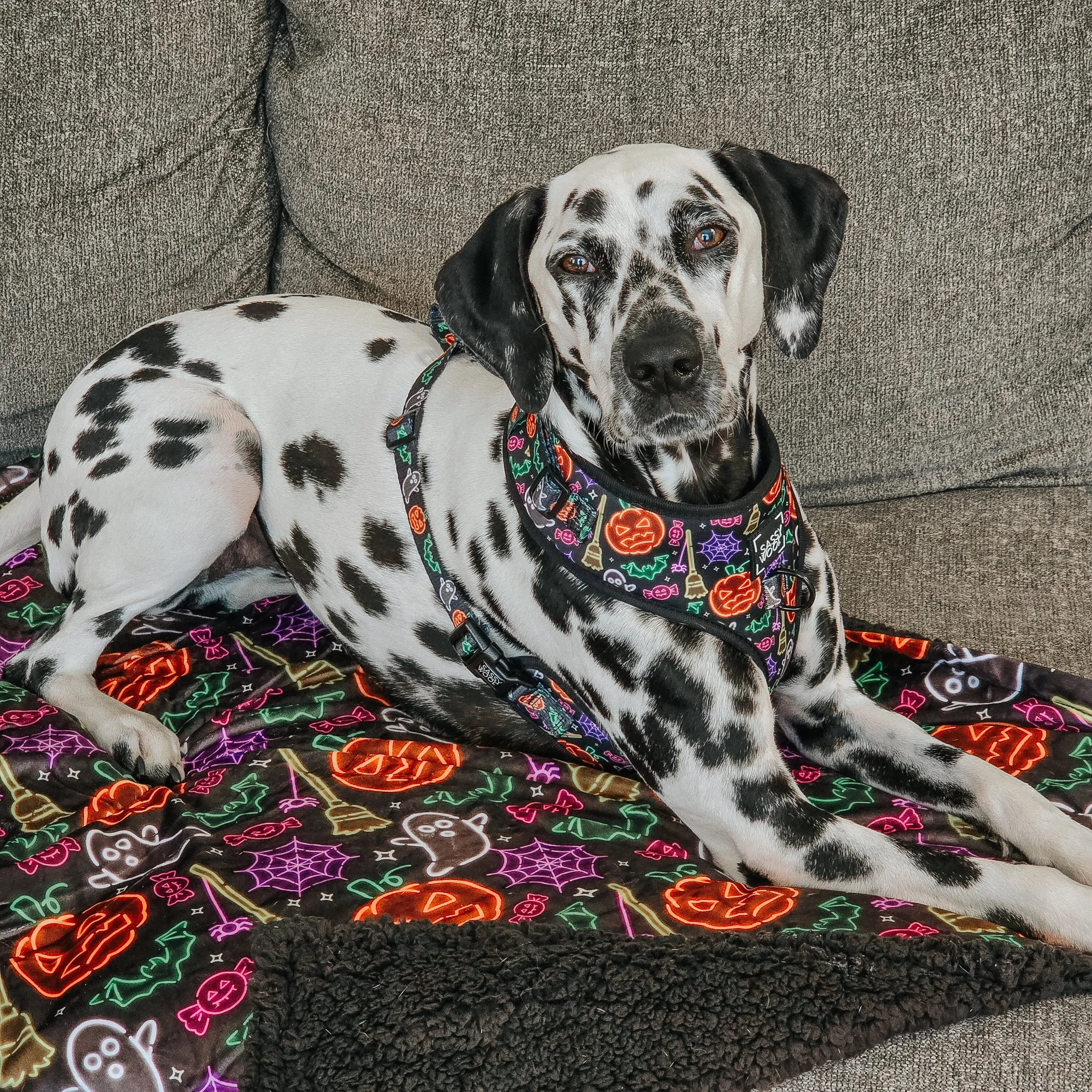 Dog Two Piece Bundle - Neon Frights