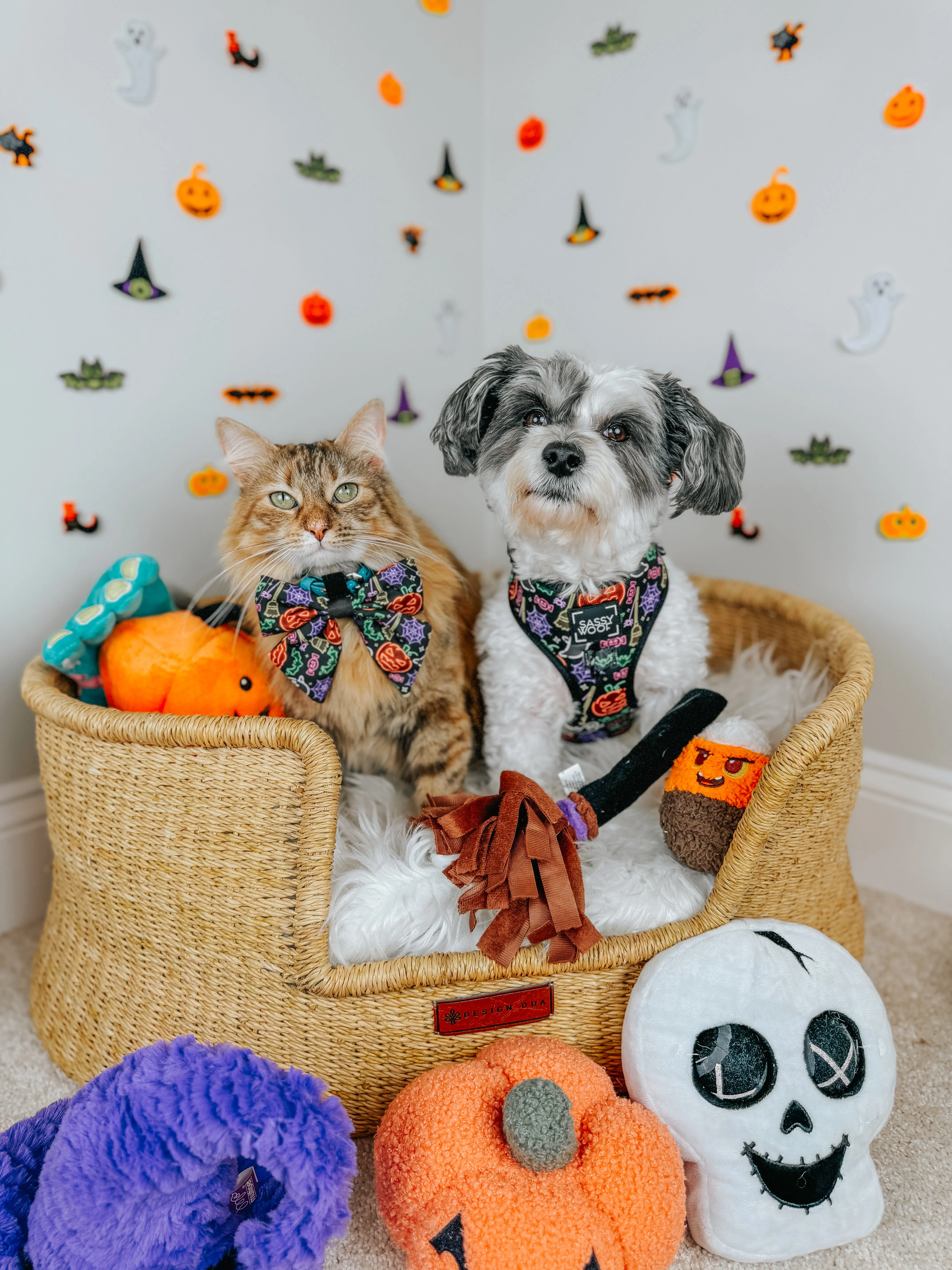 Dog Two Piece Bundle - Neon Frights