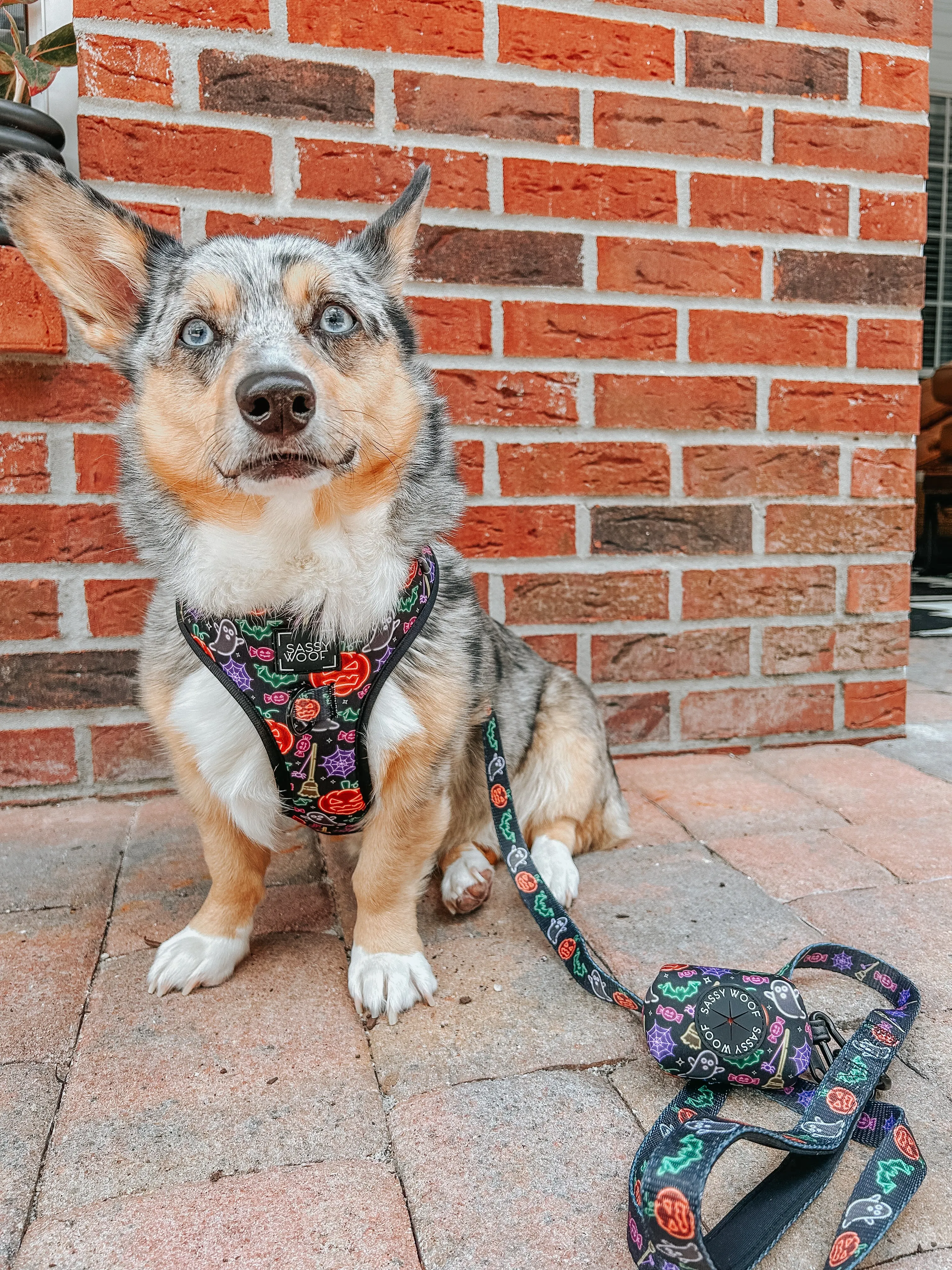 Dog Two Piece Bundle - Neon Frights