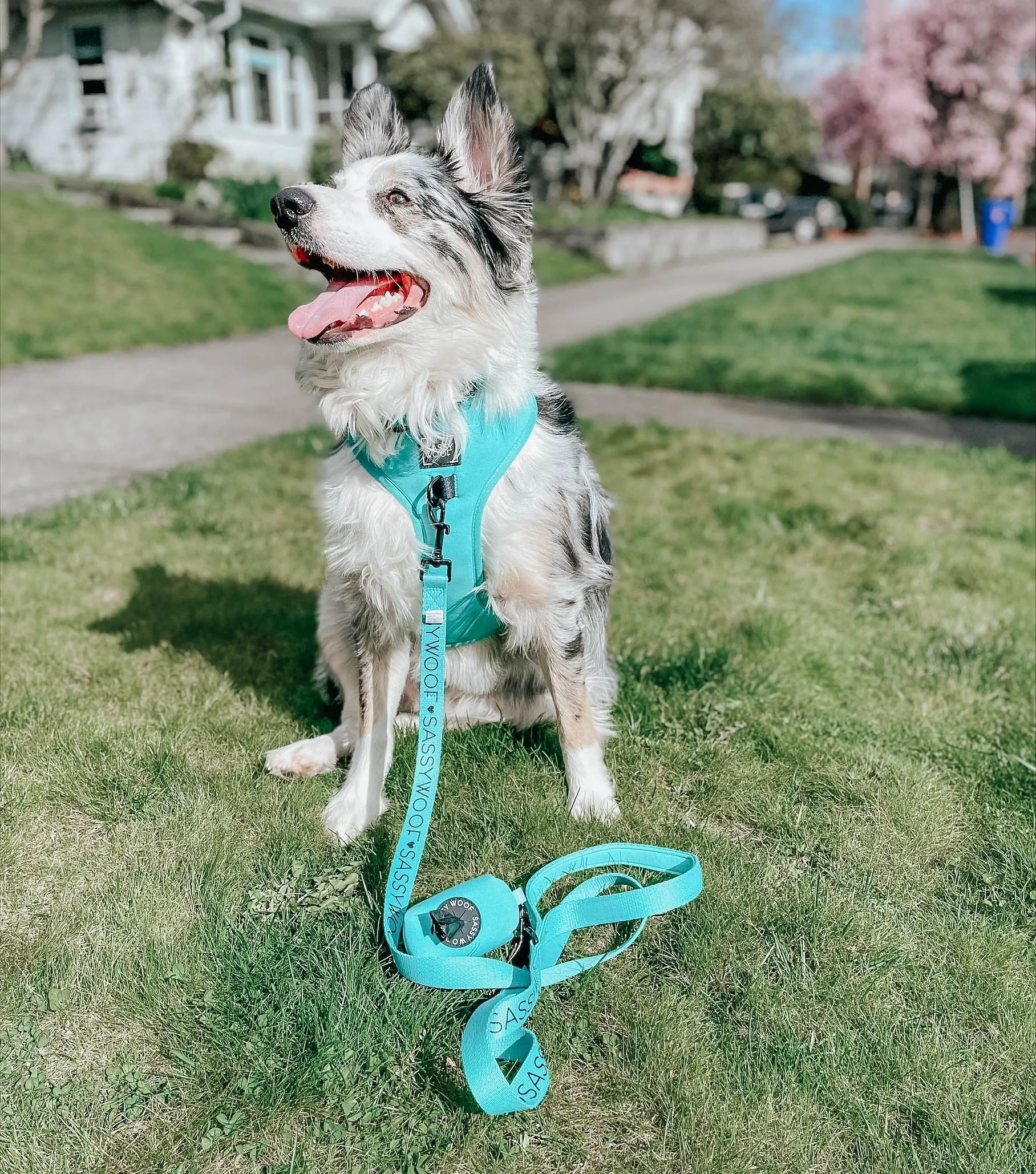Dog Waste Bag Holder - Neon Blue