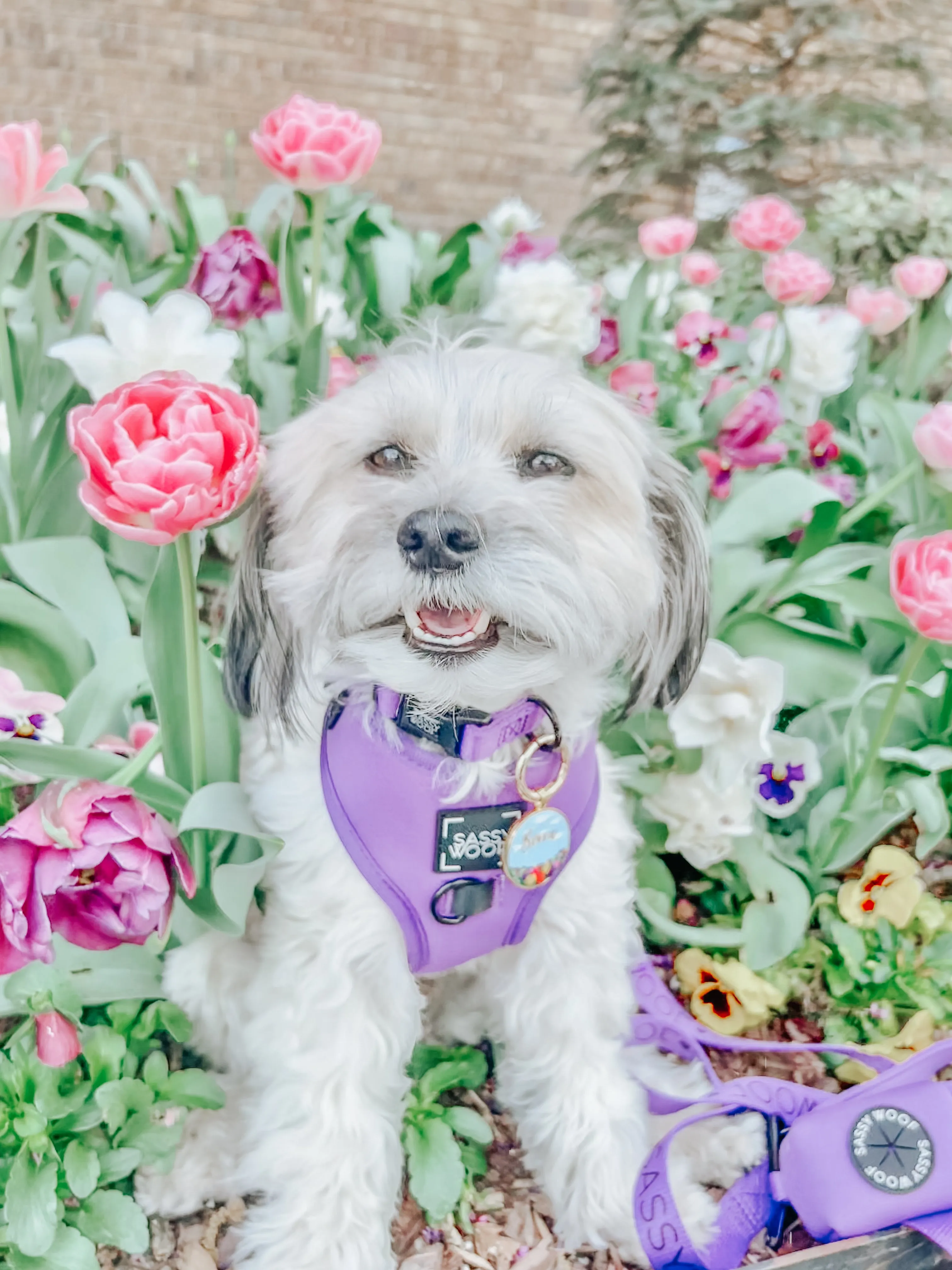Dog Waste Bag Holder - Neon Purple