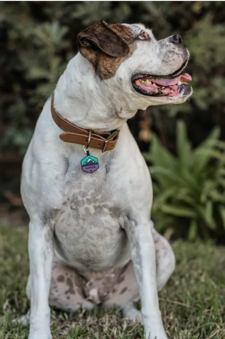 Neon Mountain Silicone Dog ID Tag