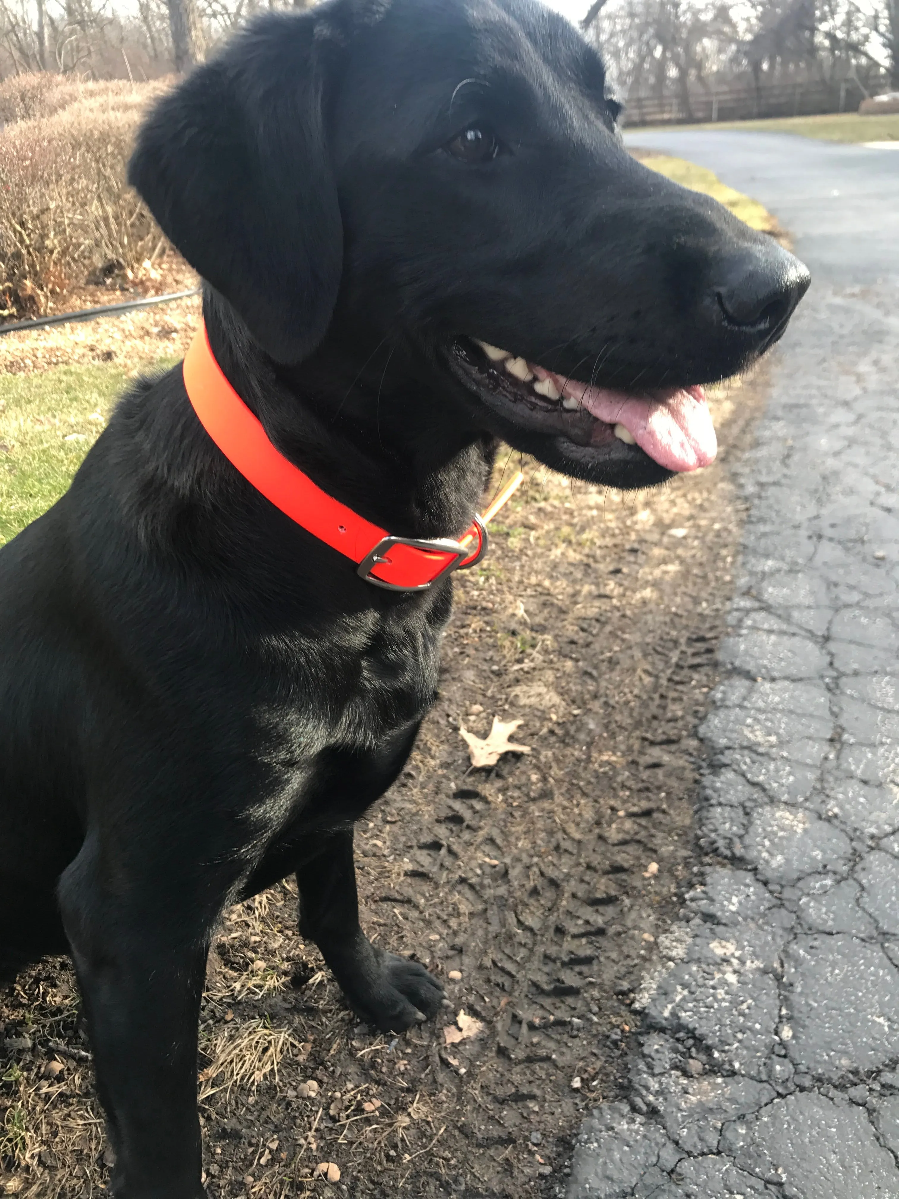 Orange Dog Collar - Standard - Waterproof
