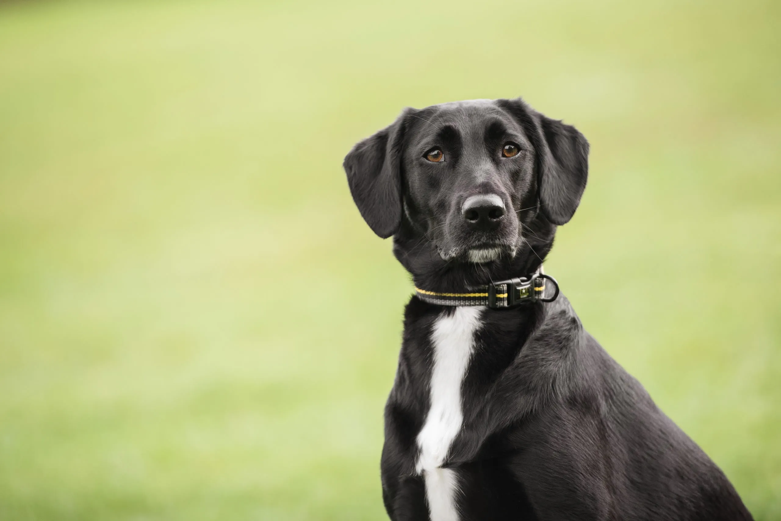 Reflective Dog Collar – Rugged & Stylish for All Sizes