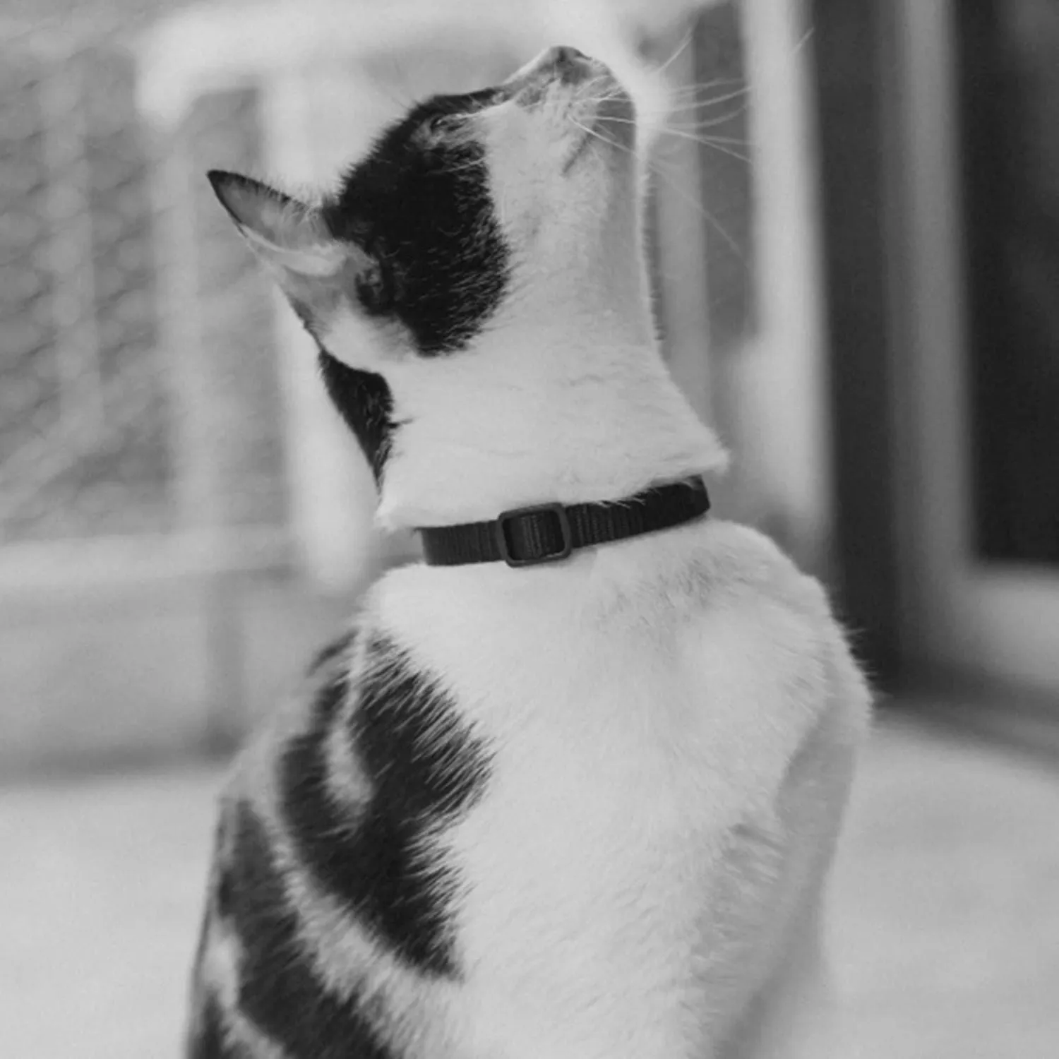 Zee.Cat Gotham Cat Collar